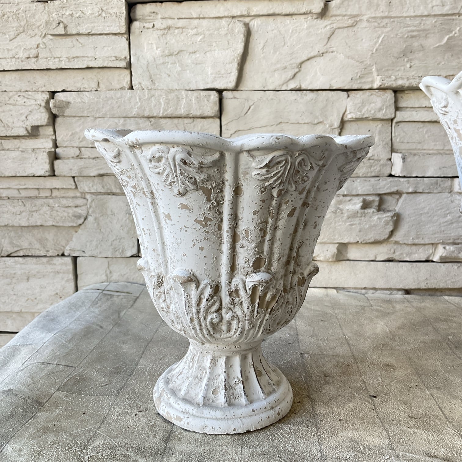 【白銀の露】完全親株　多頭4頭以上！　極上斑 ボタニクカップ Lサイズ | 橋本種苗園