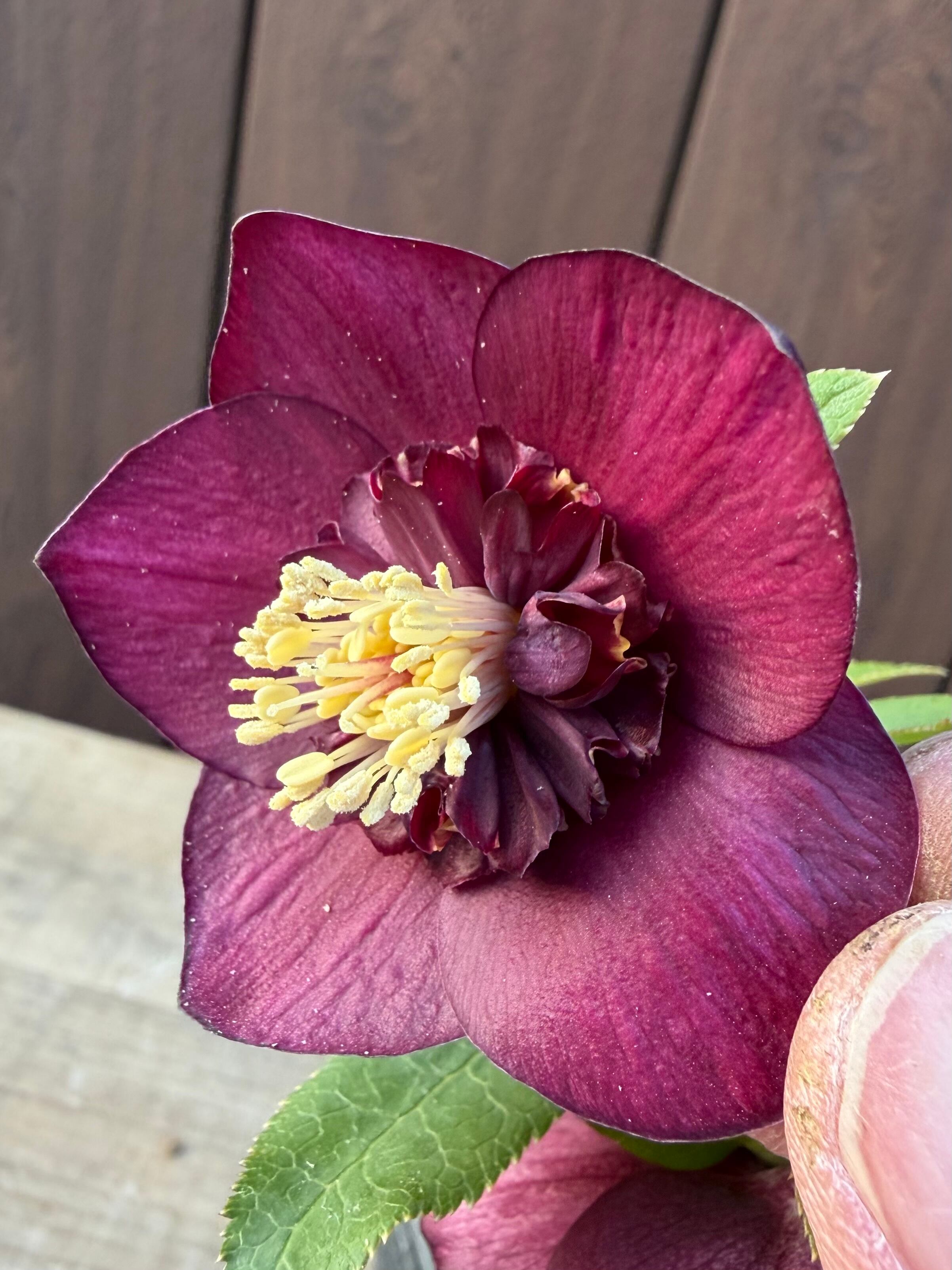 グロッシーカラー☆ゴールド レッドsd ※蕾無し特価 加藤農園