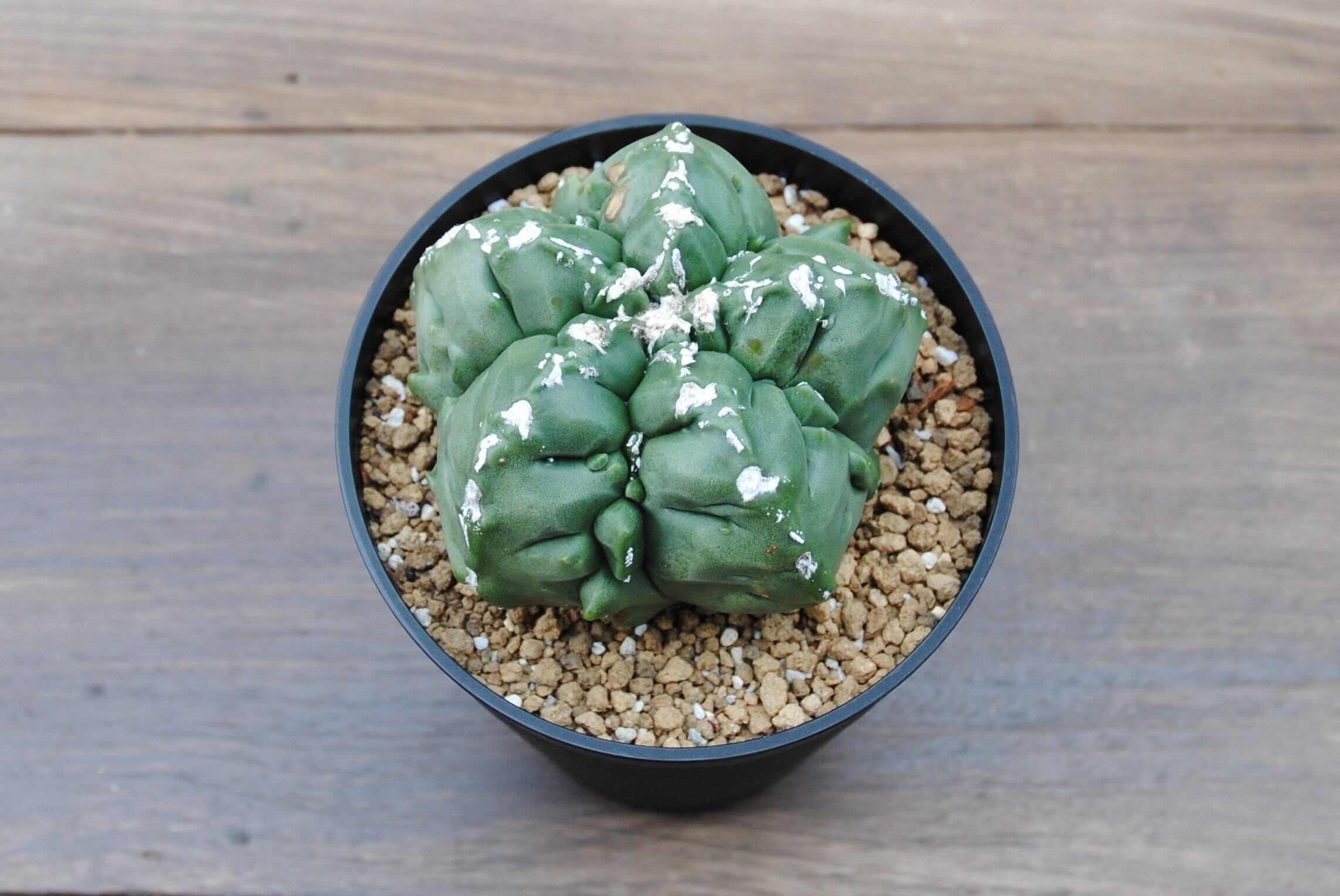 Astrophytum sp. アストロフィツム 亀甲ヘキラン サボテン | PAY ID