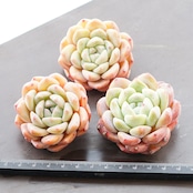 カット苗 厚夢 ホウメン 小苗 Echeveria 'Houmeng'