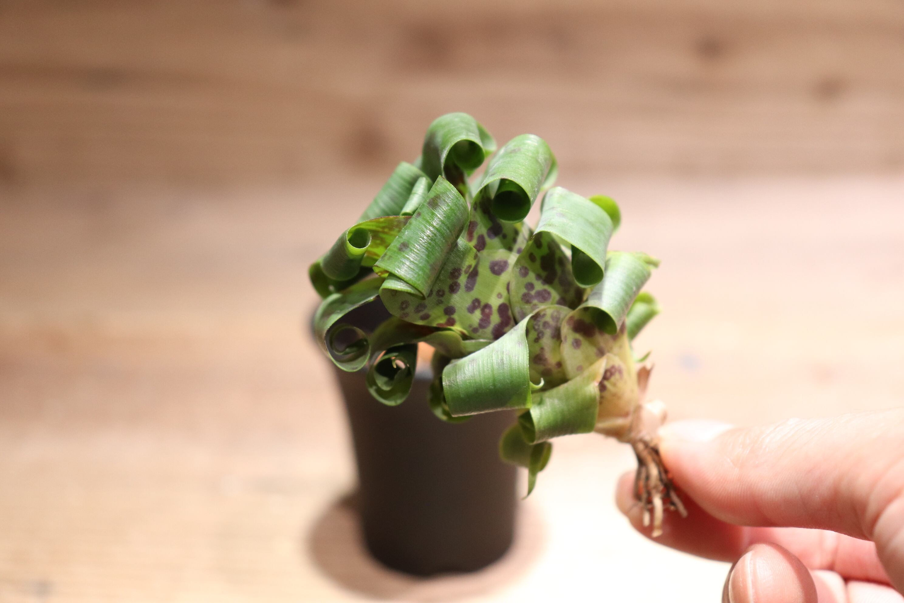 【送料無料】Vriesea 'Swagger'〔フリーセア〕現品発送V133 送料無料】Vriesea 'Swagger'〔フリーセア〕現品発送V133 /@plane