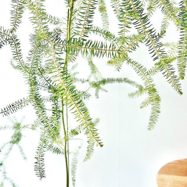 《希少》アカシア コンフェルタ オージープランツ 観葉植物 大型 室内