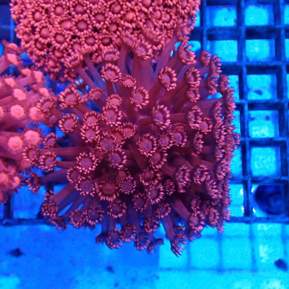 ハナガササンゴ / Goni | HOUSE REEF(ハウスリーフ)サンゴ・海水魚