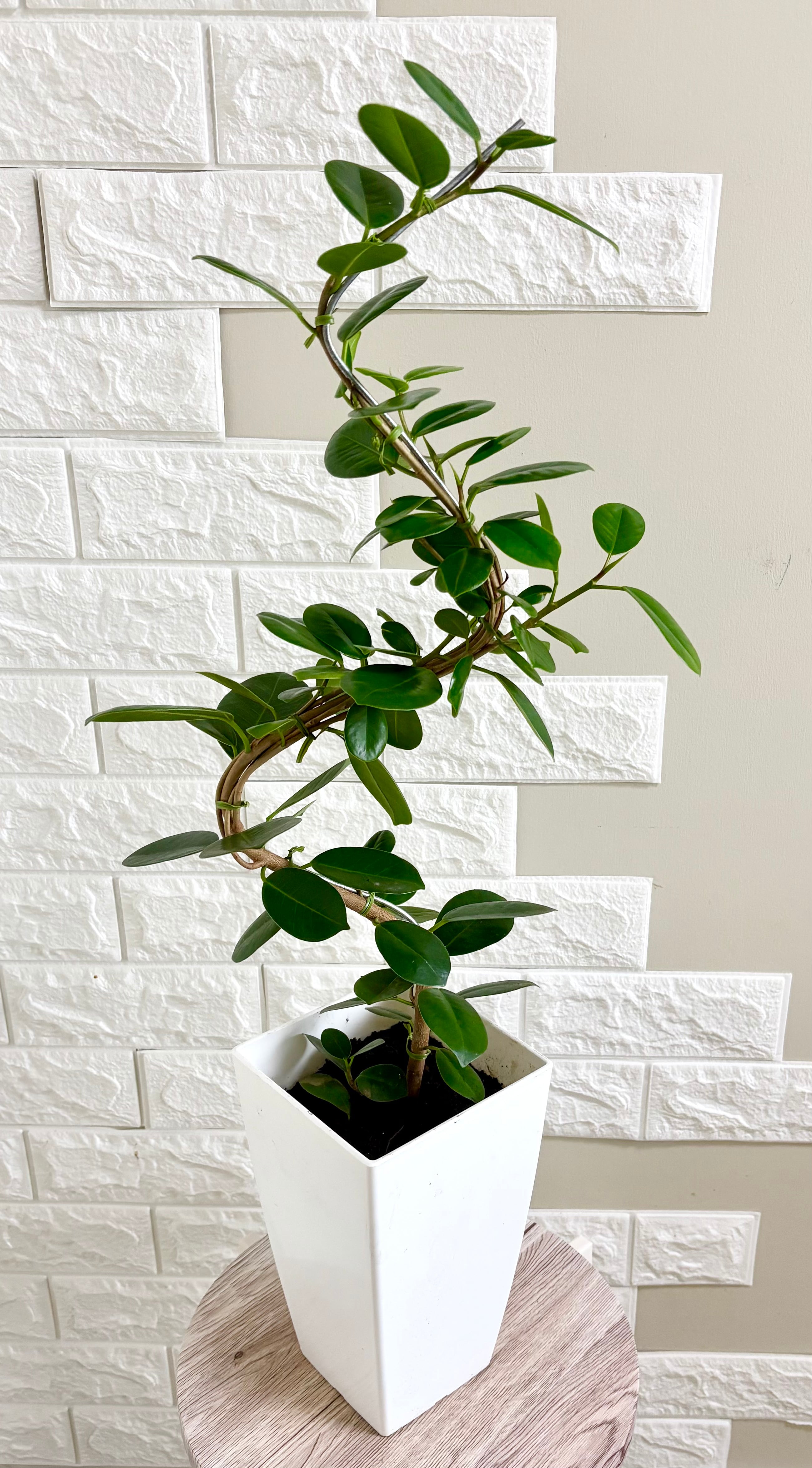 現品】パンダガジュマル 曲がり樹形 観葉植物 | 観葉植物のお店 feerie