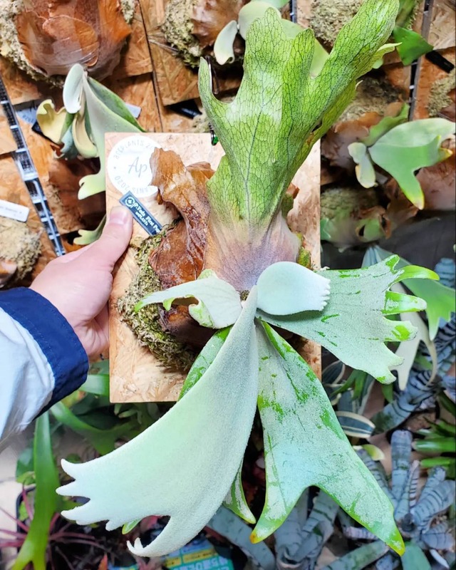 P. Willinckii Yoda first pup【artPLANTs】ビカクシダ/Platycerium