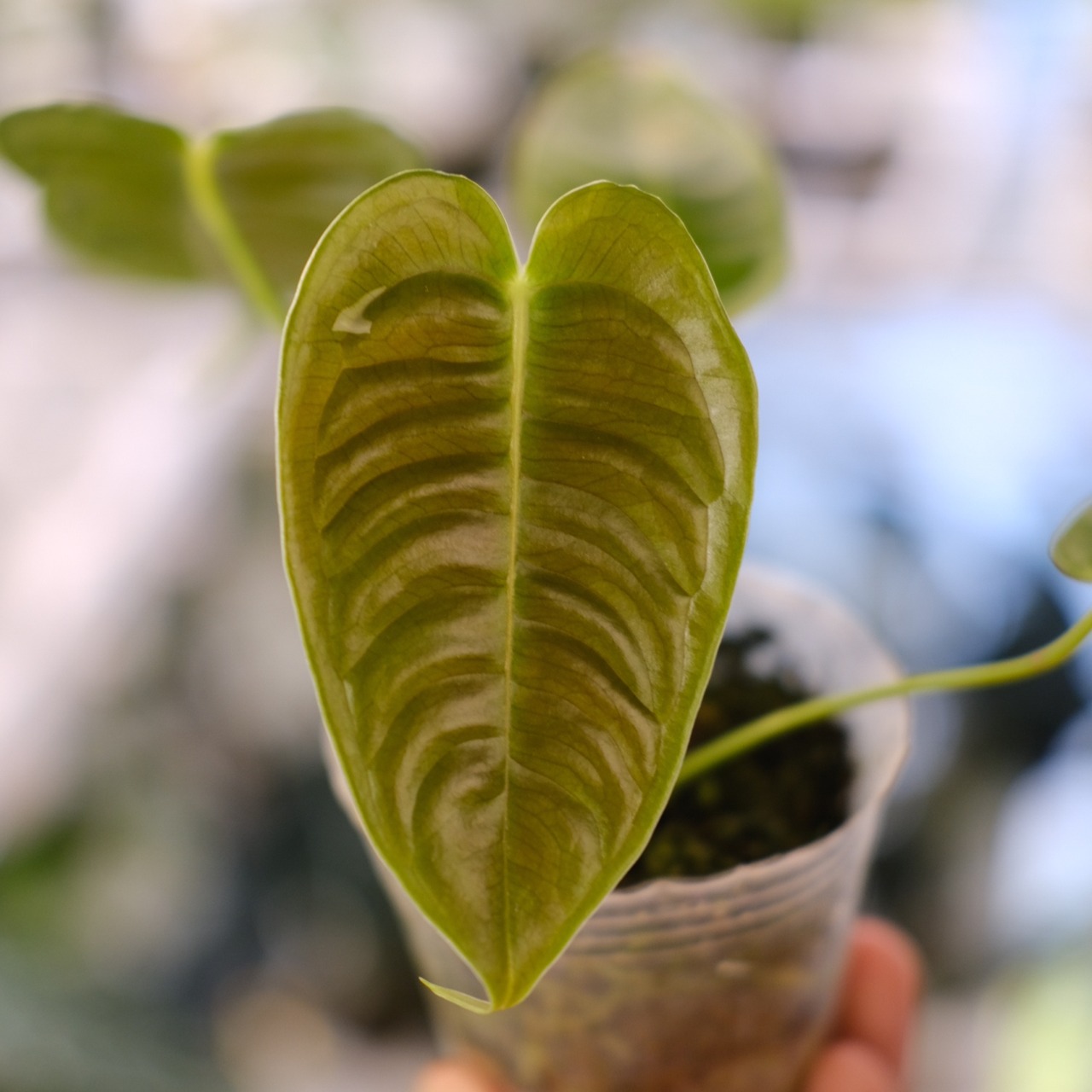 アンスリウム・ベイチー / Anthurium Veitchii / 観葉植物⑩