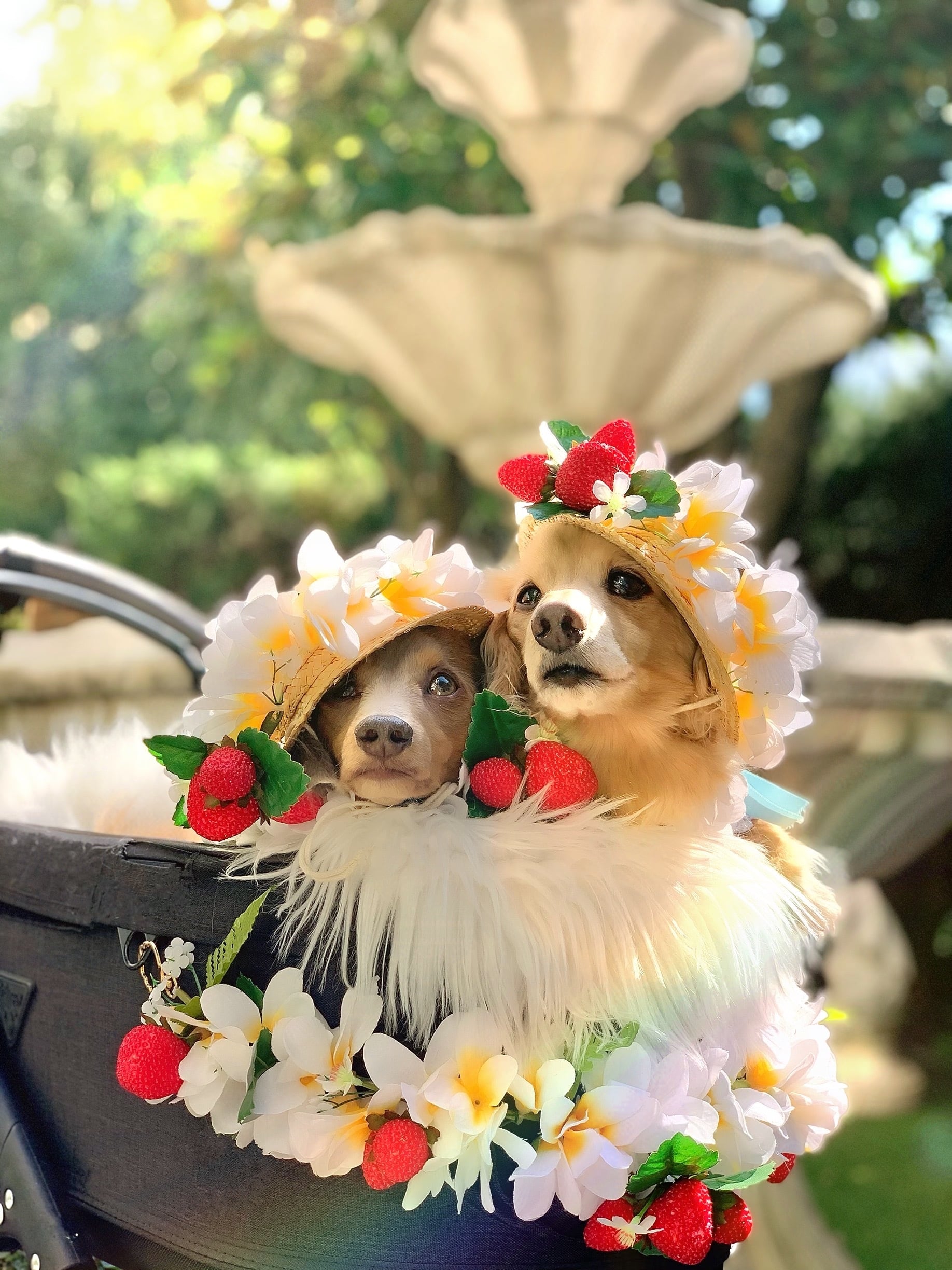 ストロベリーパーティー