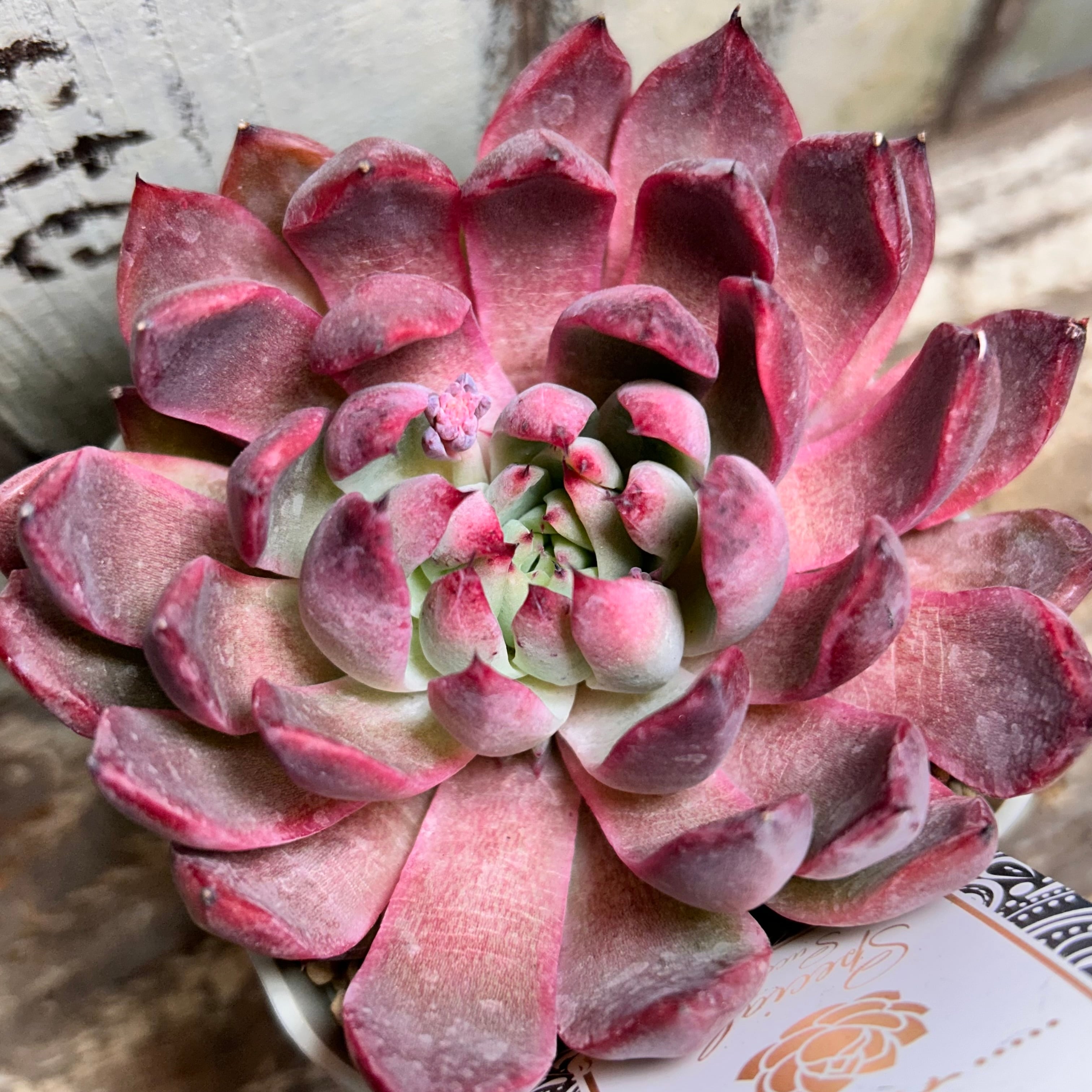 ミルクティー | RuPo 多肉植物専門店