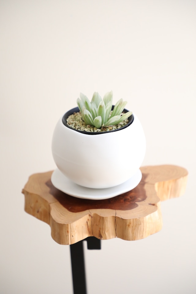 【S】ハオルチア クーペリー 白斑/Haworthia cooperi ※陶器鉢付き