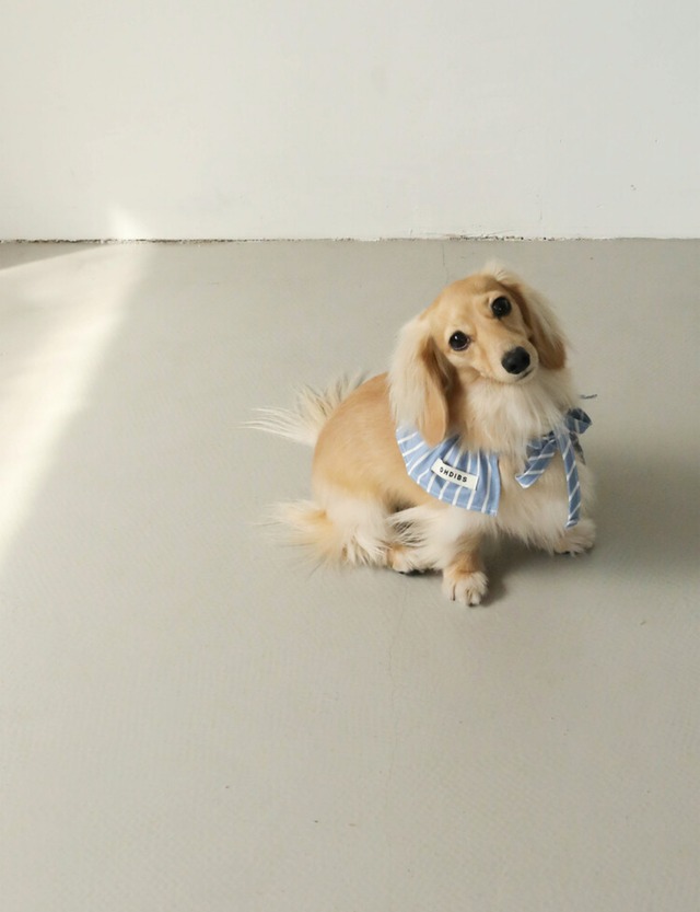 〈即納アイテム〉OHDIBS / Denim Cotton Cape