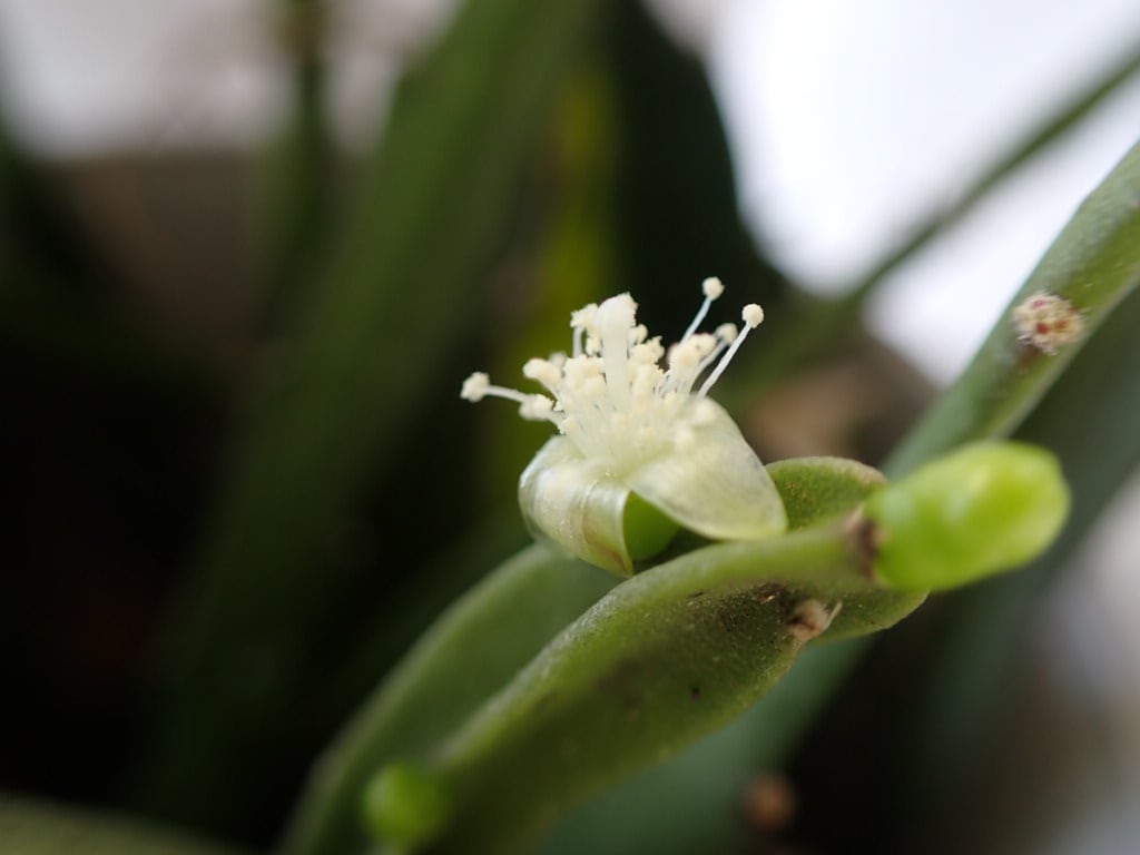 希少 パープルリプサリス ディソカクタス アマゾニクス 5号 吊り鉢