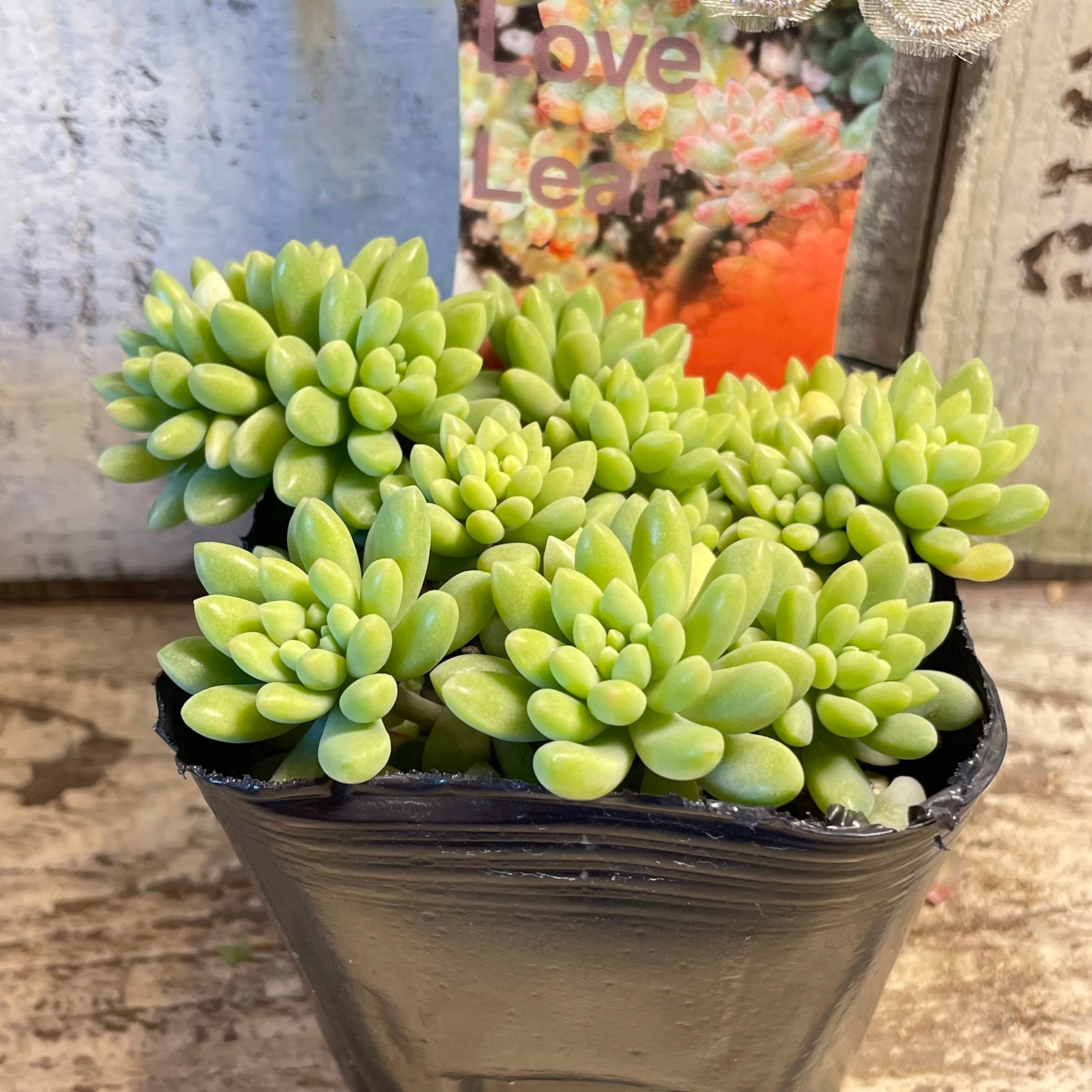 ピンクベリー Rupo 多肉植物専門店