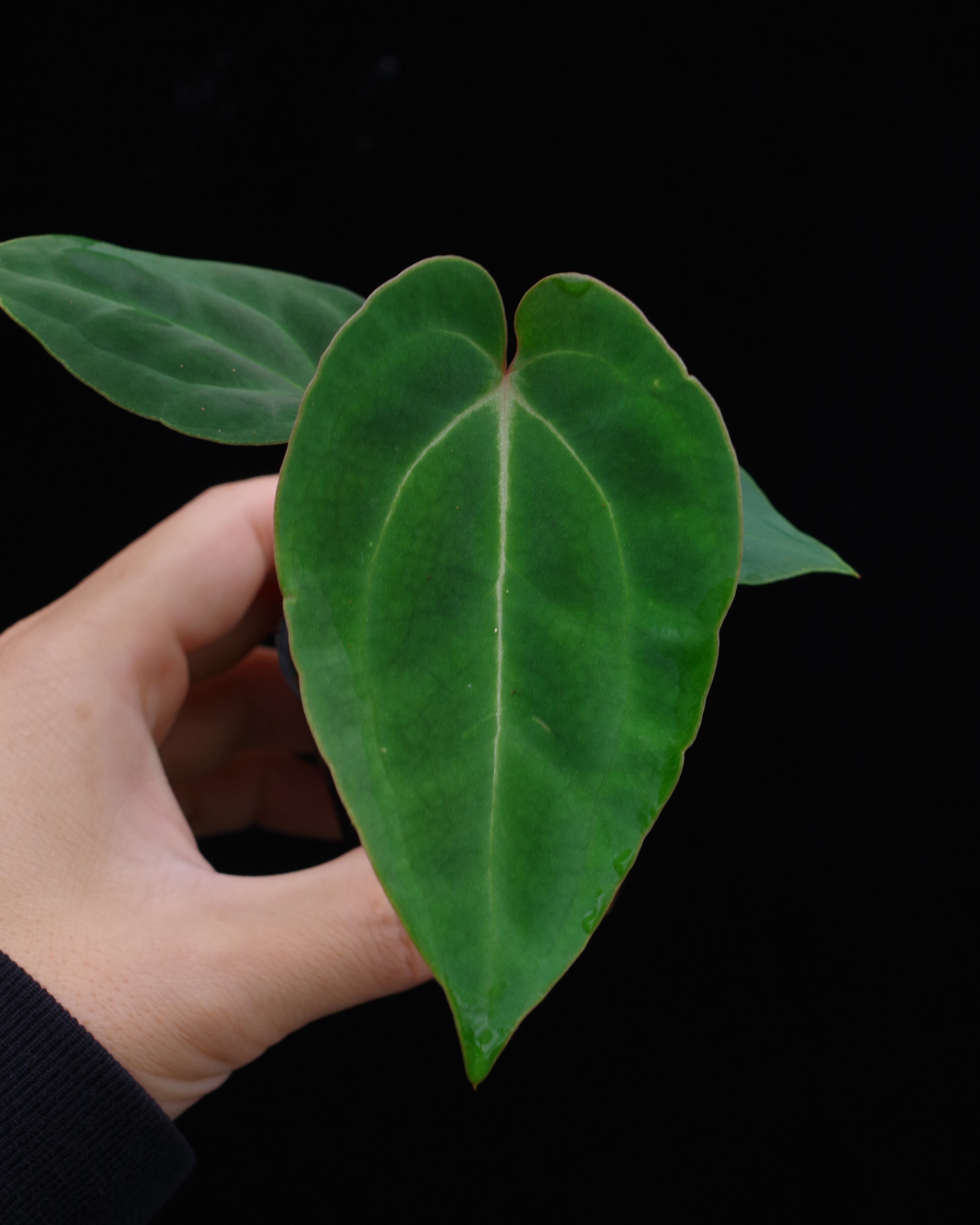 Anthurium sp. aff. besseae | 伊藤蟻植物農園