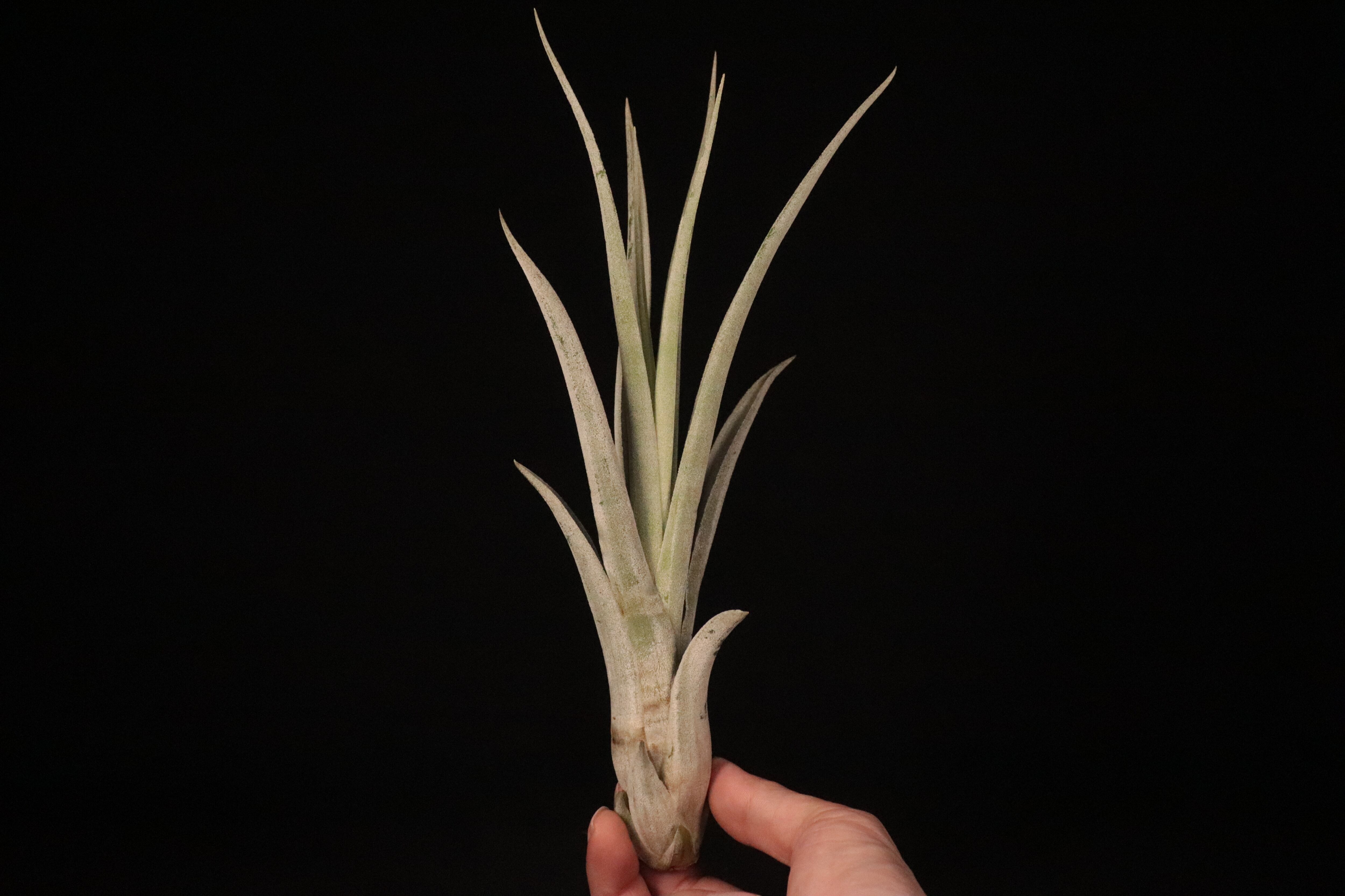 Tillandsia Bea Correale 速達発送 reserved】'Fantasy' × 'Bea Correale'〔エアプランツ〕現品発送T3792