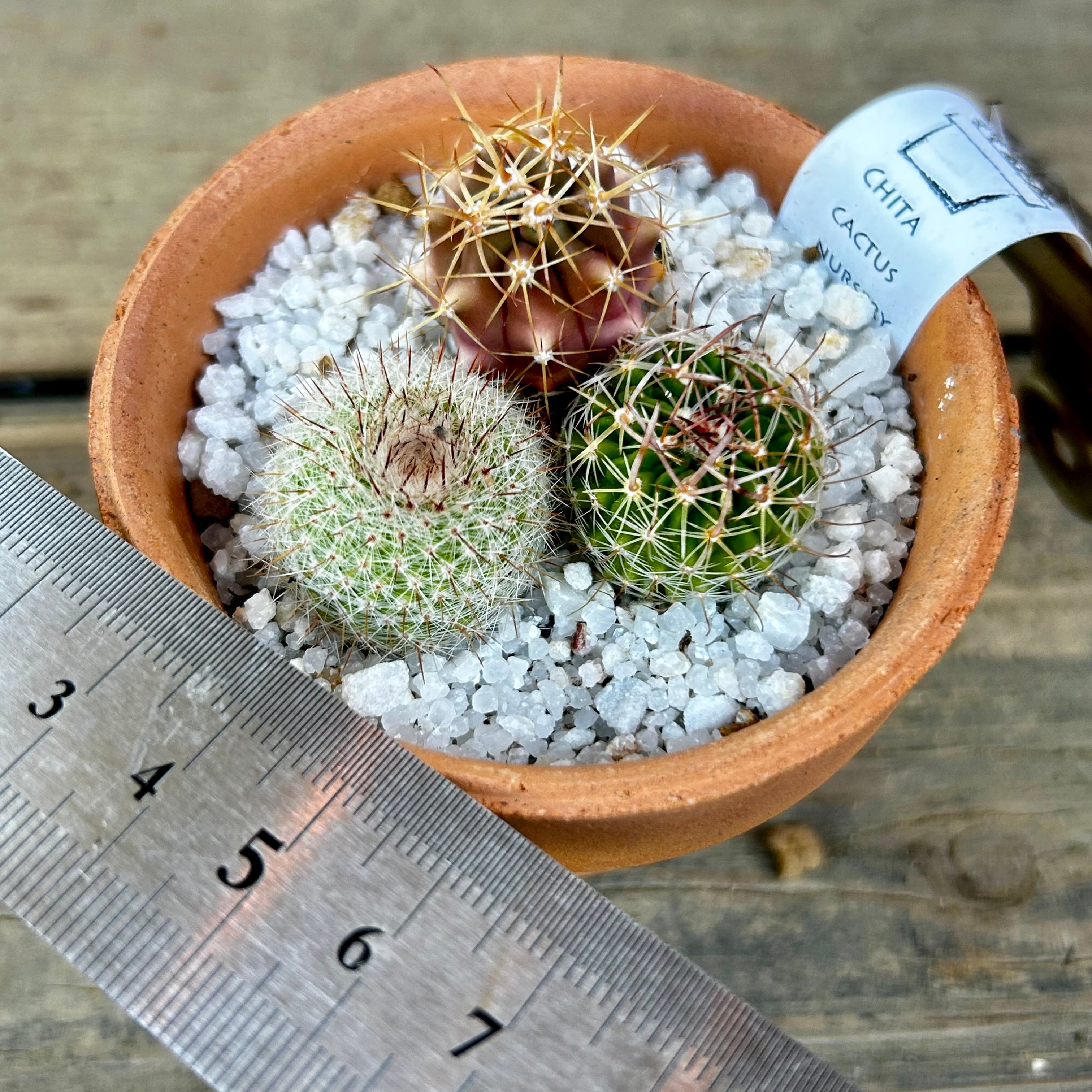 T)サボテン寄せ植え | RuPo 多肉植物専門店