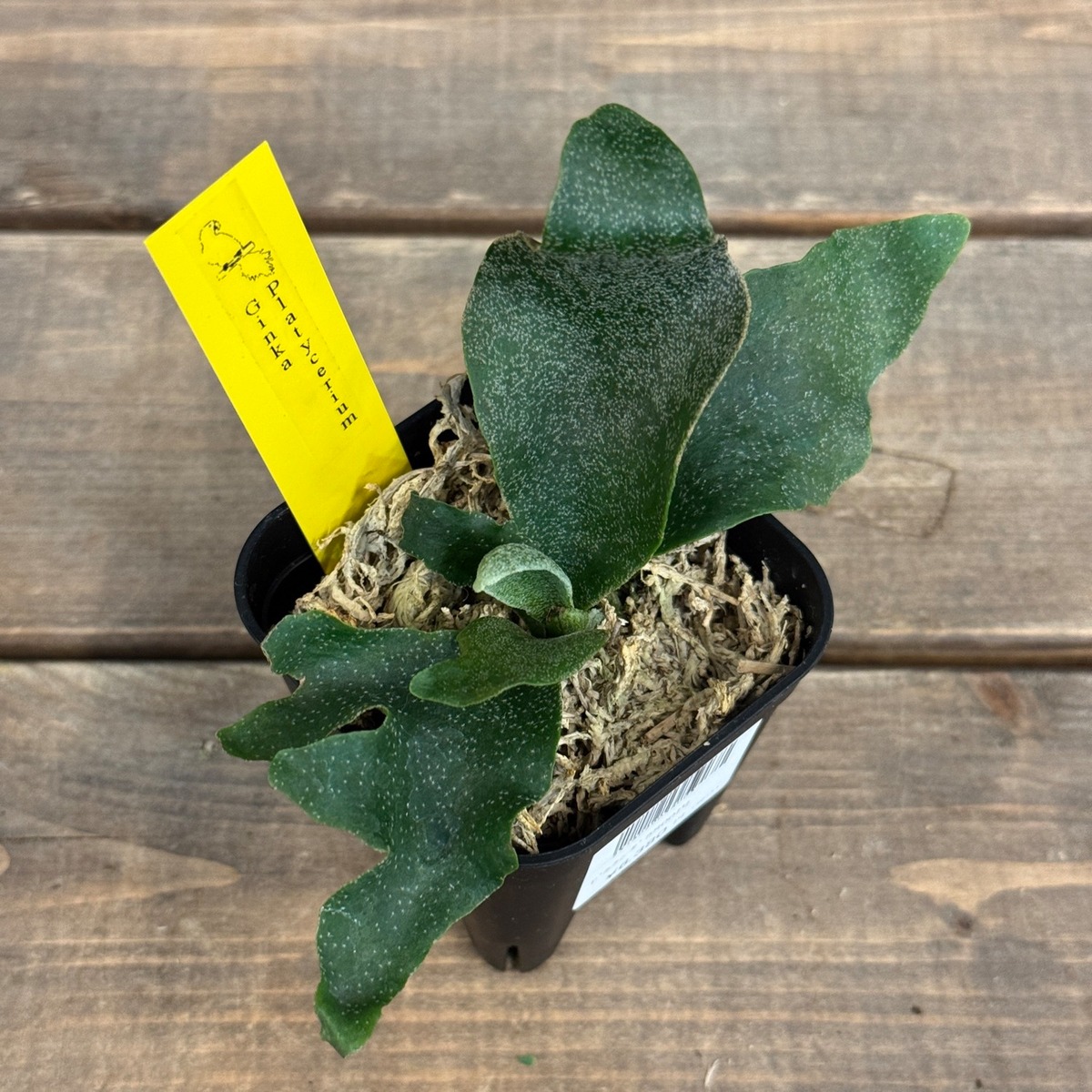 ビカクシダ Platycerium Ginka【511】 | PROTOLEAF プロトリーフ