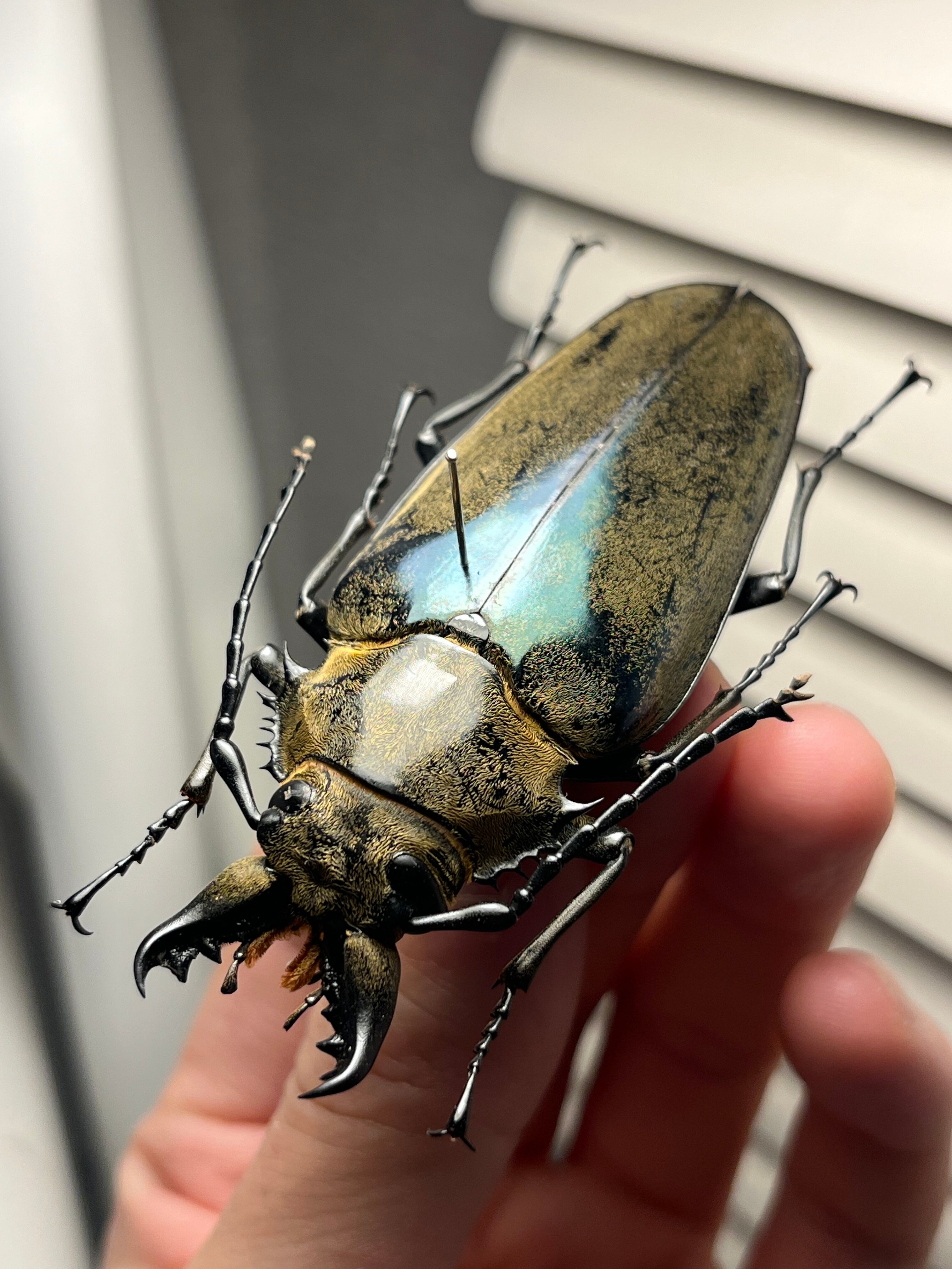 標本 | オモニキチュウ