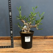 センナ メリディオナリス【707】