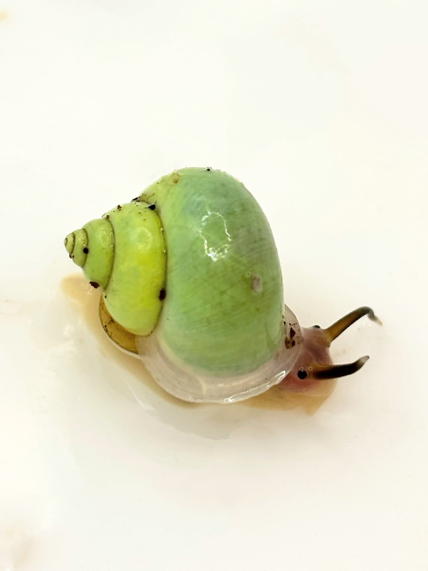 タイゴールデンフリンジタランチュラ Ornithoctonus aureotibialis 1匹