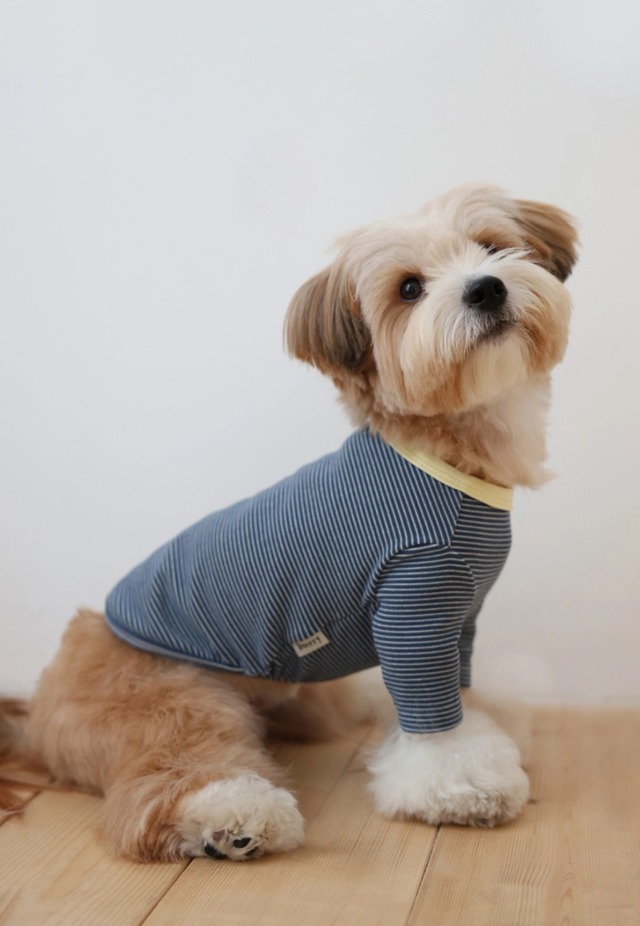 〈即納アイテム〉Dverry / ソフト ストライプ Tシャツ(Blue)