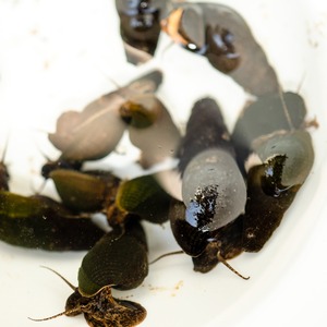 カワニナ（10匹）サイズ：約1cm～4cm前後