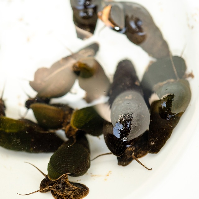 カワニナ（10匹）サイズ：約1cm～4cm前後
