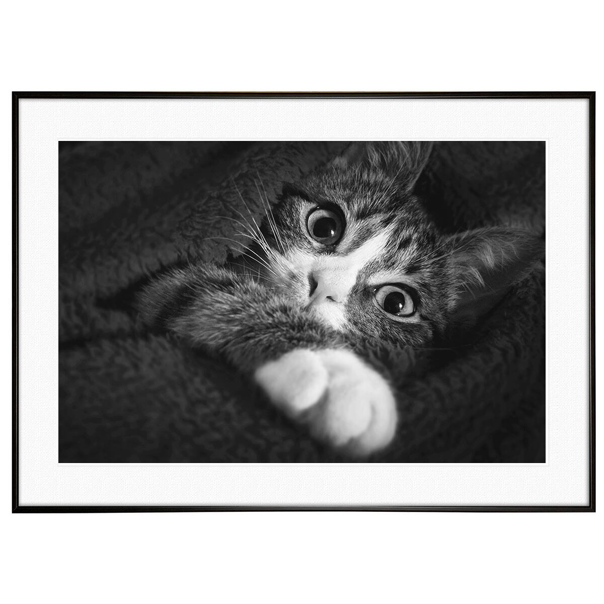動物写真 猫と手 インテリア モノクロアートポスター額装 AS4605