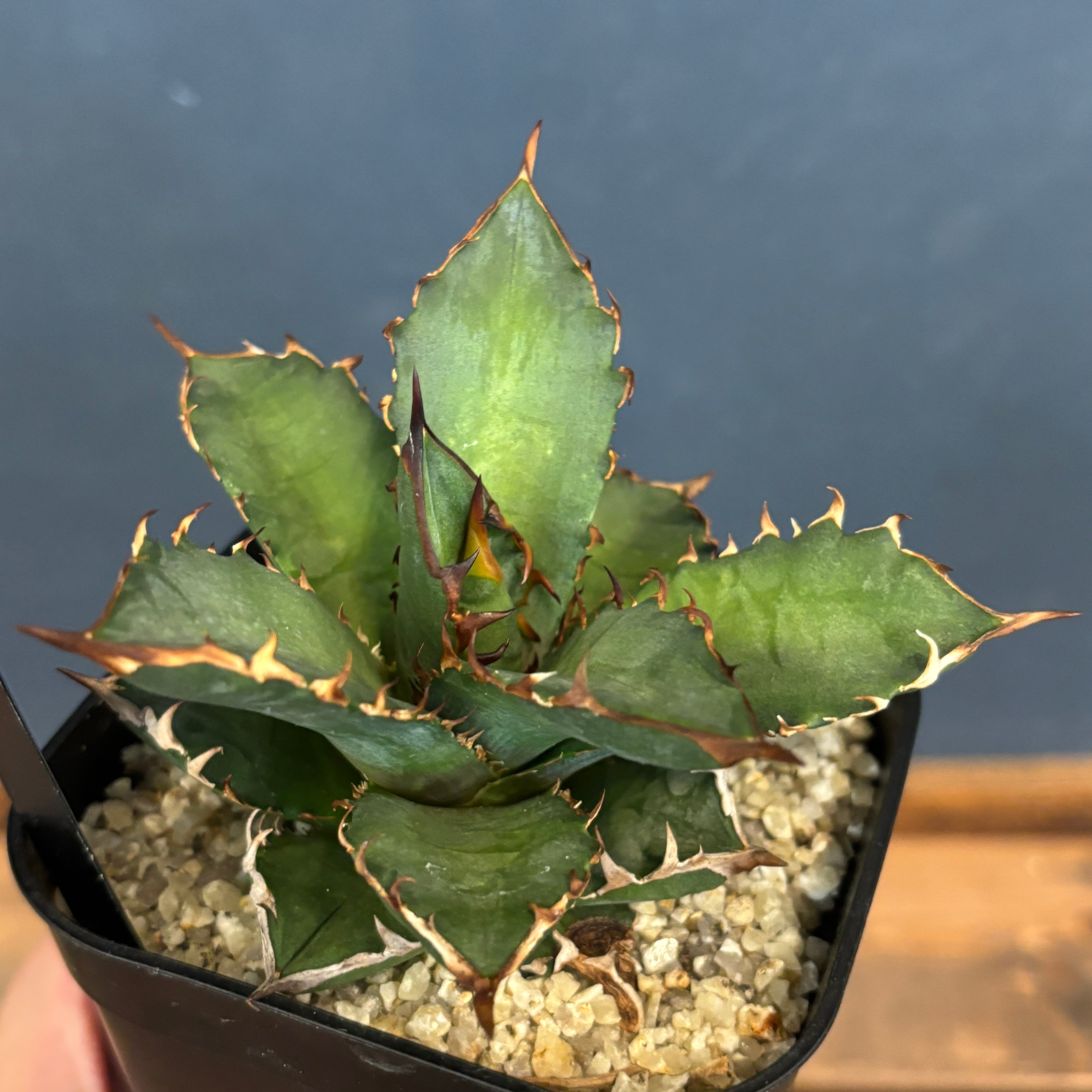 ウィン　匿名配送【選抜祭】13 超選抜　アガベ　チタノタ　レッドヴェノム ウィン様専用 匿名配送【選抜祭】13 超選抜 アガベ チタノタ