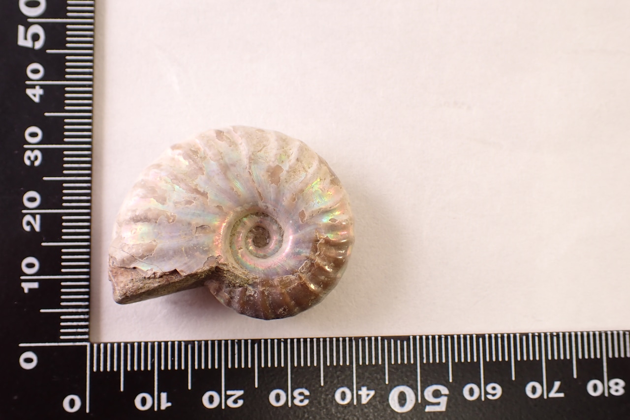 アンモナイト　17.74g　[D11‐519]