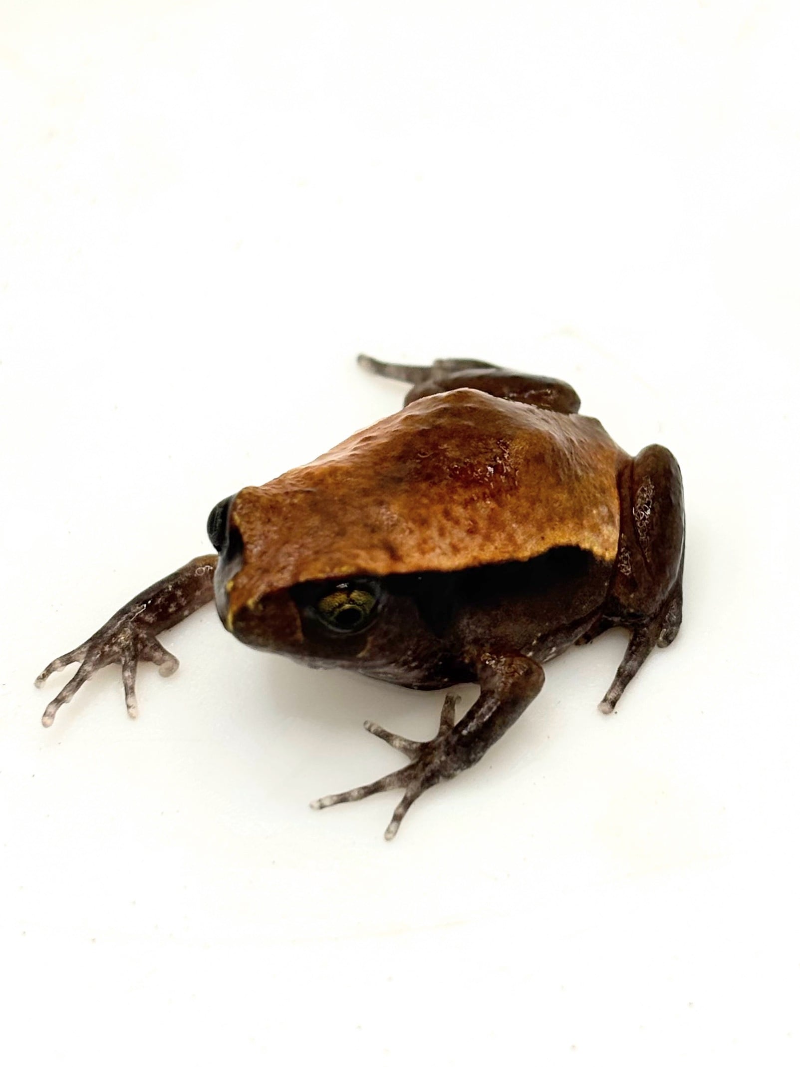 サビトマトガエルCB 1匹 | まるころ商店〜まるくてころころした生き物