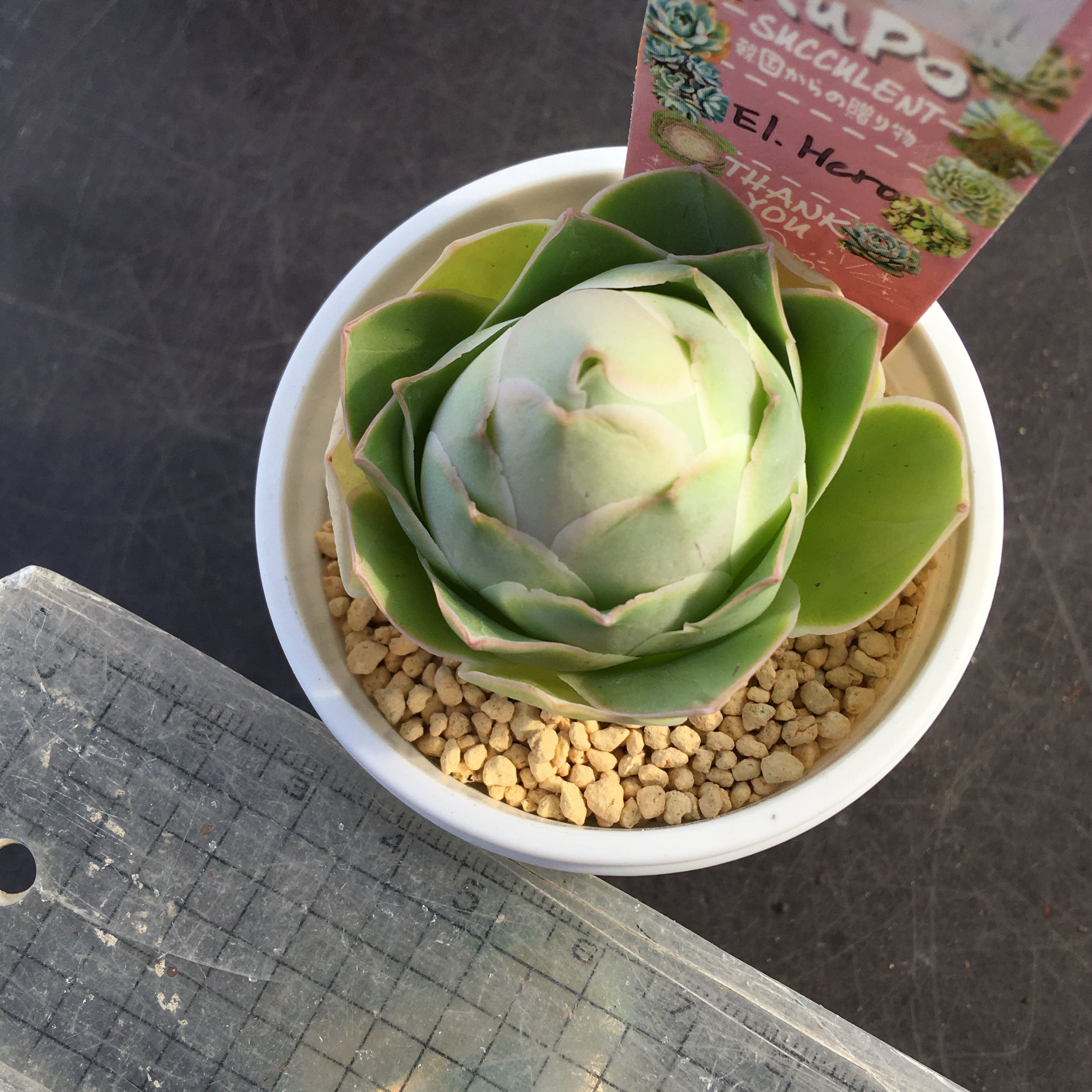 EI.Hero 韓国苗 | RuPo 多肉植物専門店