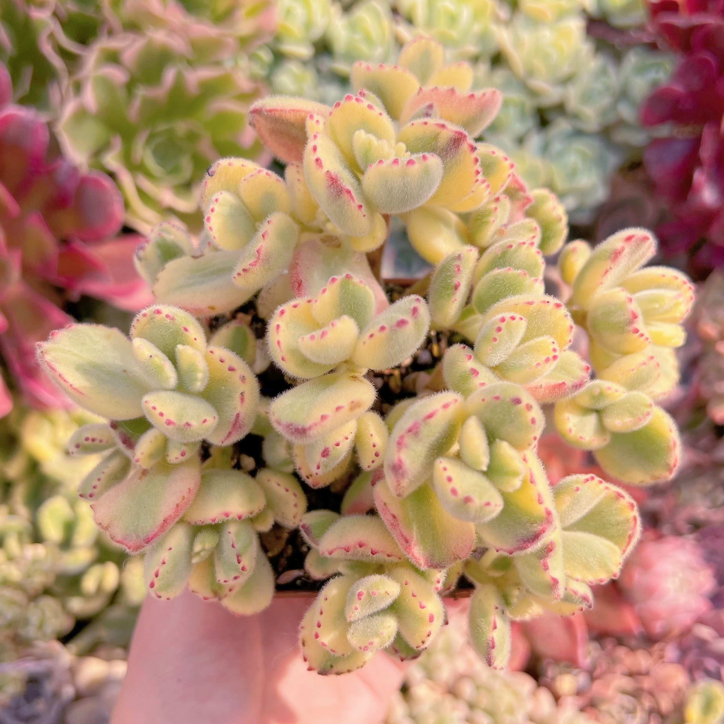 現品　白熊#657　るる農園