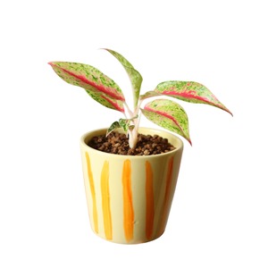 アグラオネマ ナイトスパークル