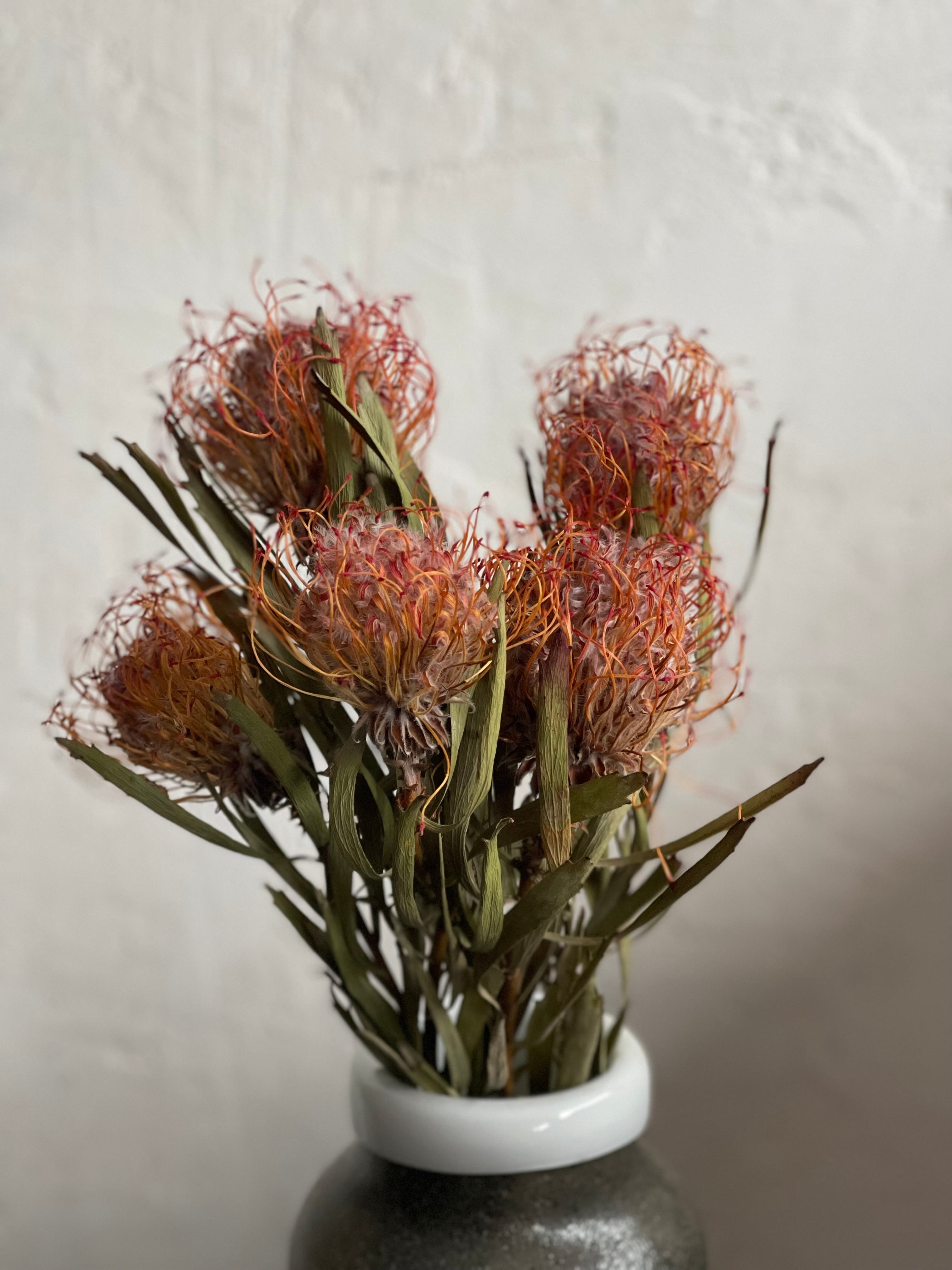 ピンクッション ピンク ドライフラワー 1本 | ドライフラワーショップ