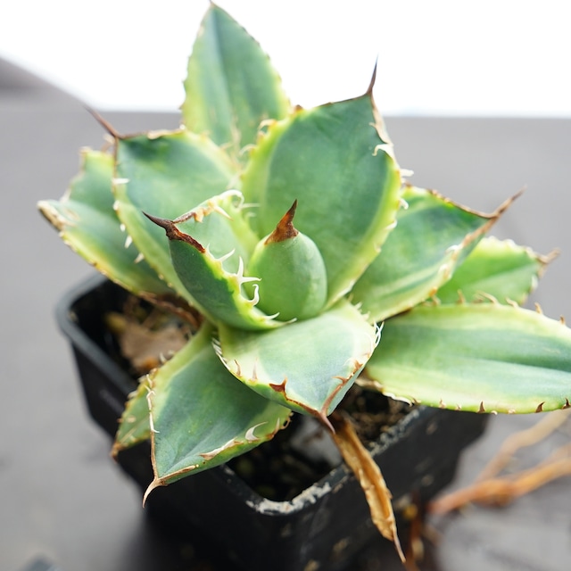 抜き苗 チタノタ錦 Agave titanota f.variegata