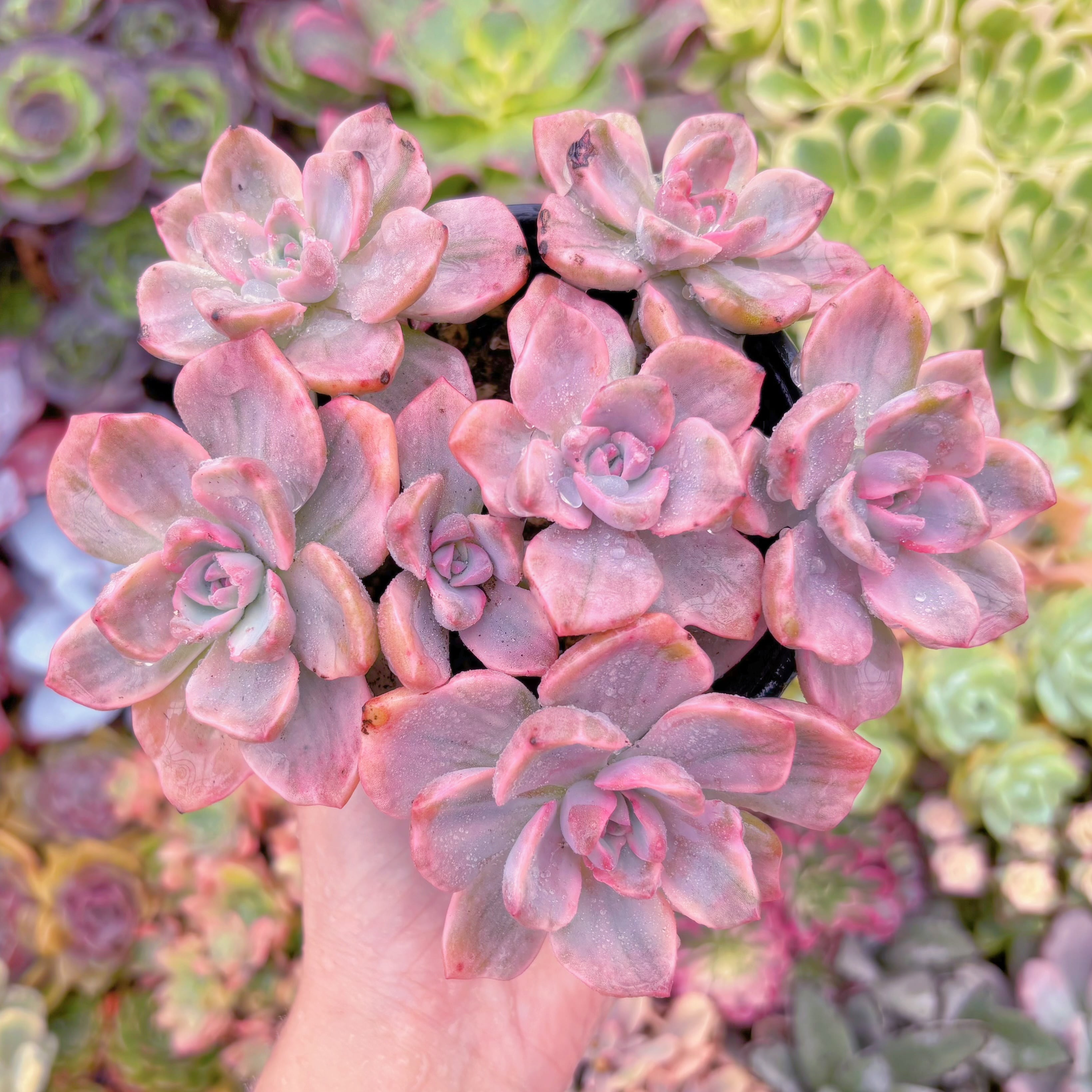 現品　リチャード錦#600　大群生　るる農園