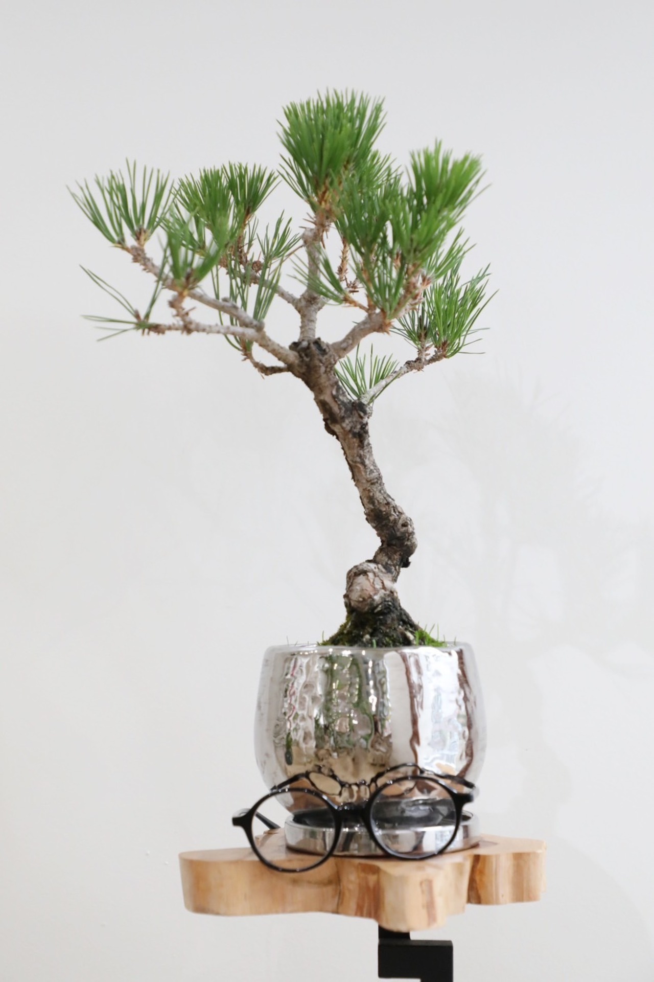 【M】黒松 盆栽/Japanese black pine bonsai 　※陶器鉢付き