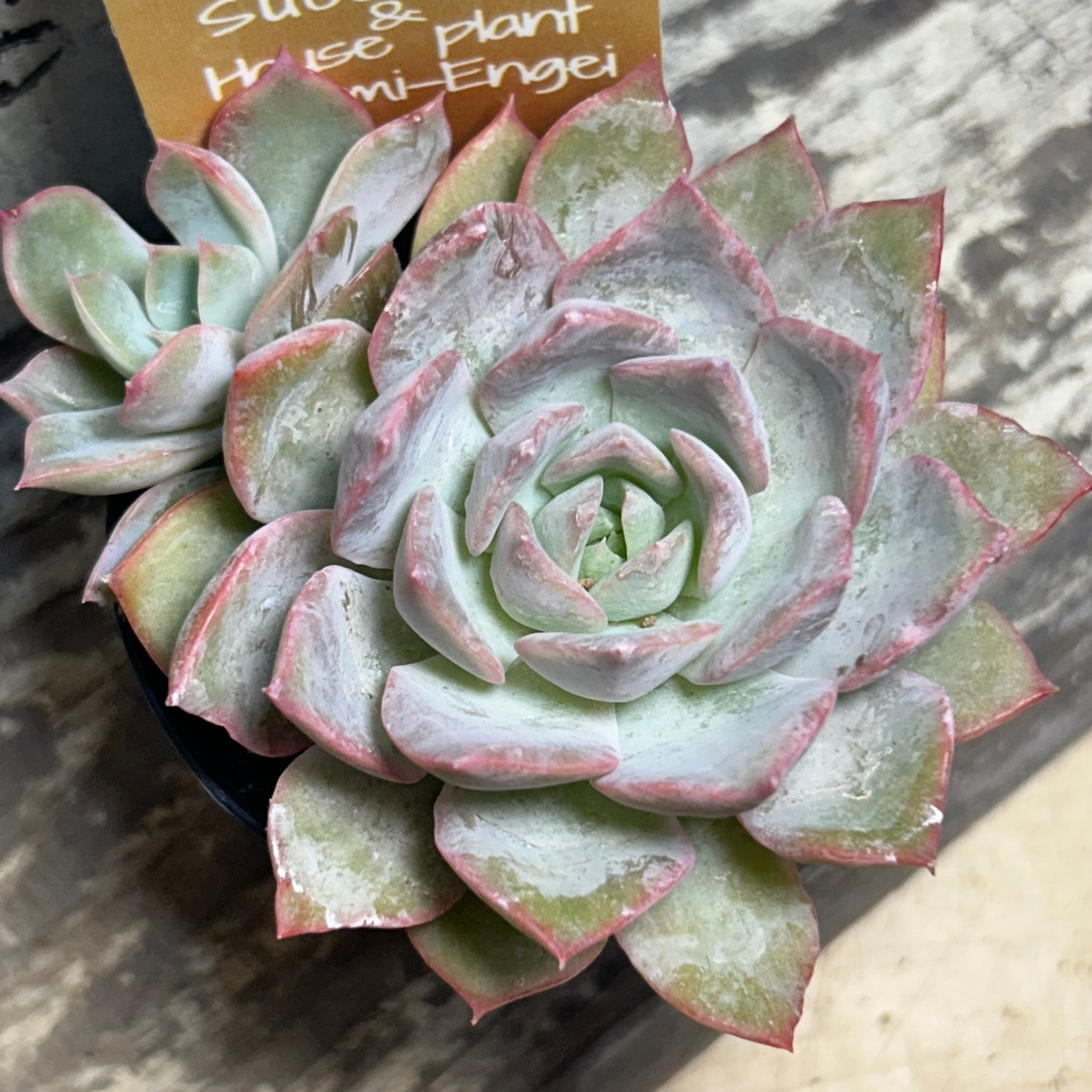 ピオナ×ポルボローネ | RuPo 多肉植物専門店