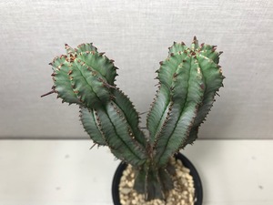 ユーフォルビア ホリダ