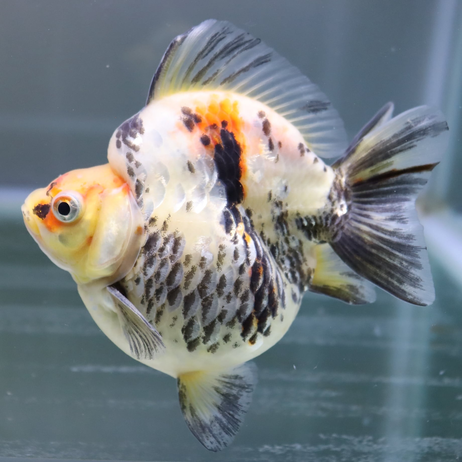 サービス品・特大上物・トリカラーだるま琉金13cm前後(0419-6)