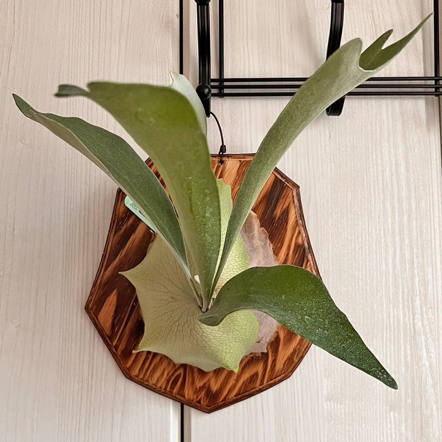 ビカクシダ ネザーランド 板付 【観葉植物 室内 コウモリラン】