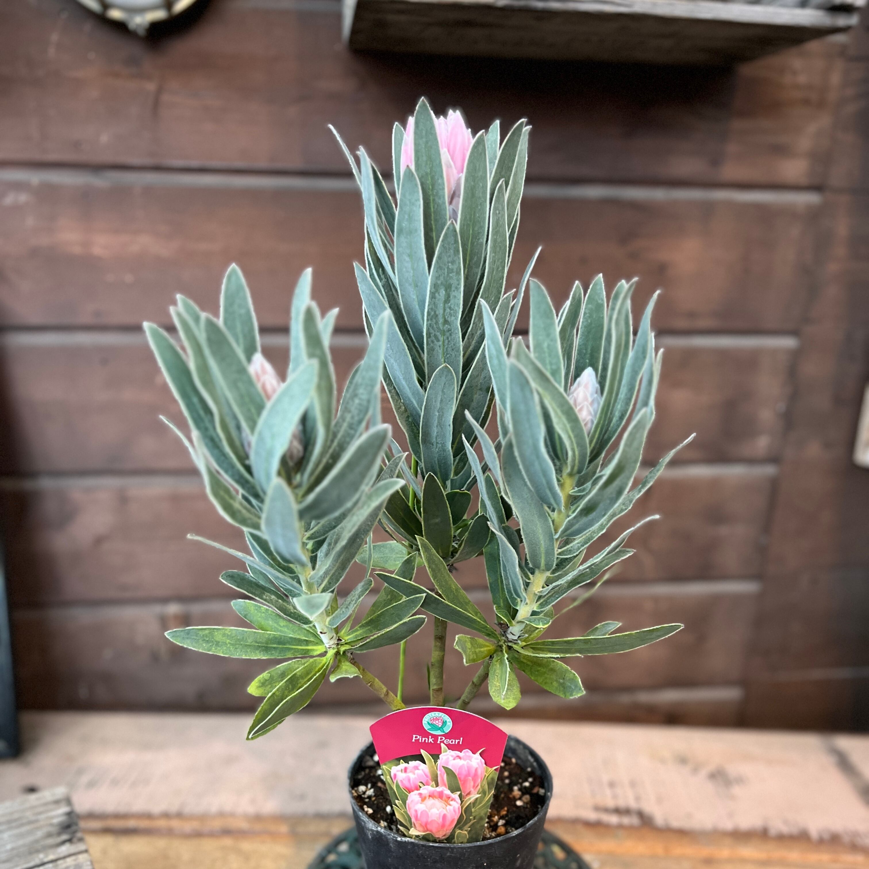 プロテア　ピンクパール　希少！ ザ・ファームセレクト][送料無料]プロテア：ピンクパール 7号鉢植え23