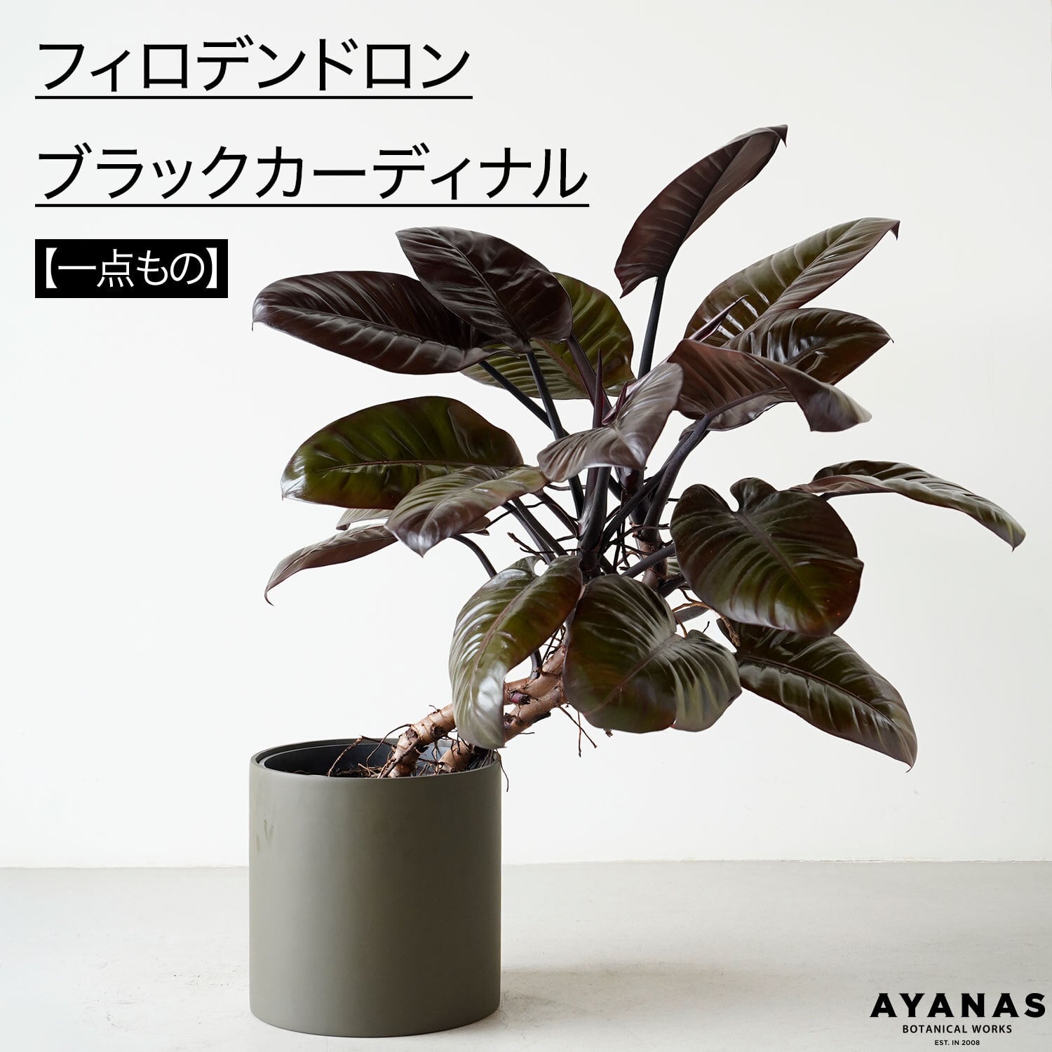 SPECIAL | AYANAS（アヤナス）｜観葉植物のセレクトショップ・通販