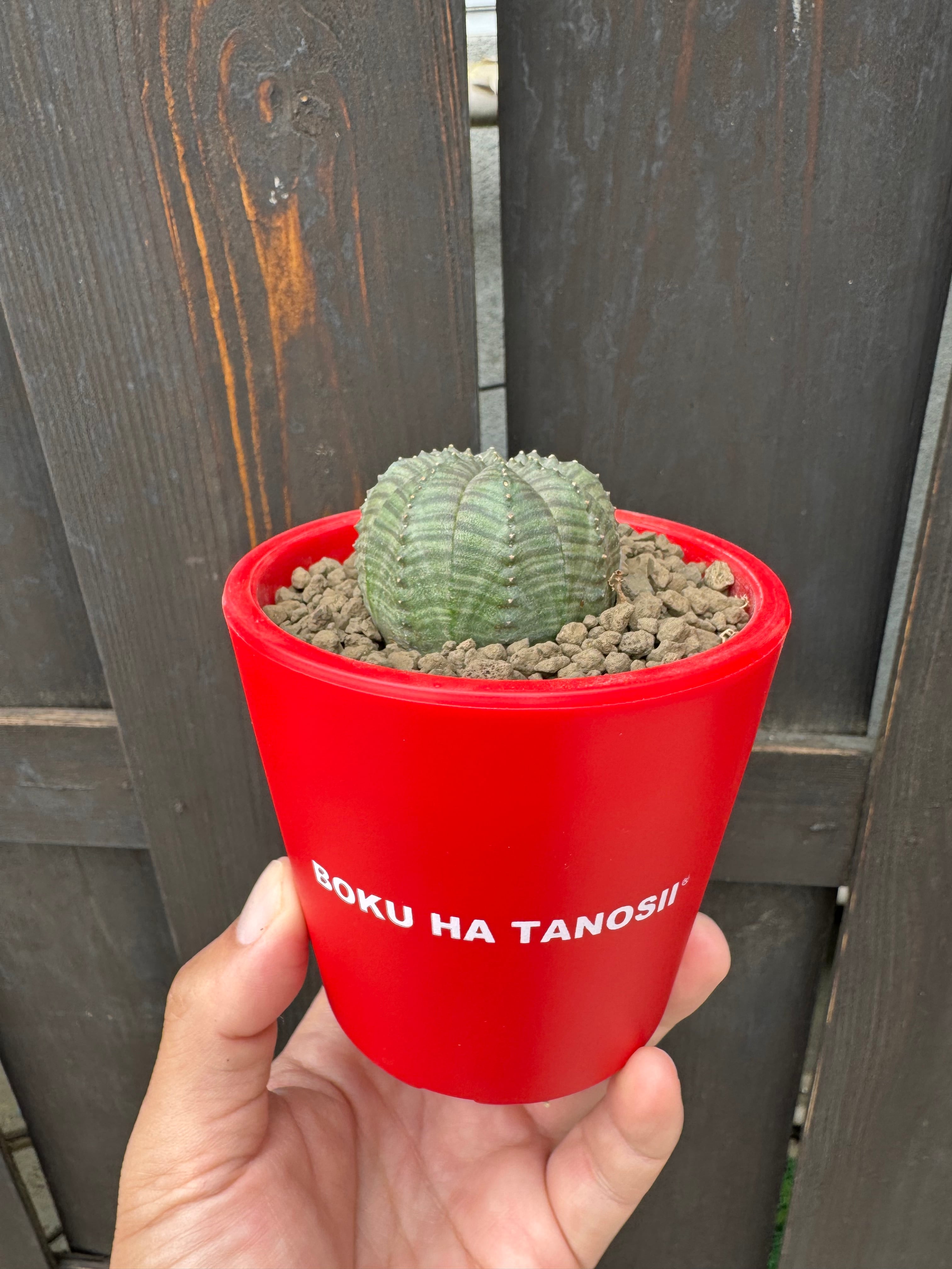 ユーフォルビア オベサ 塊根植物 BOKU HA TANOSII鉢 新着】Euphorbia Obesa × ボクタノ鉢【BOKU HA TANOSII