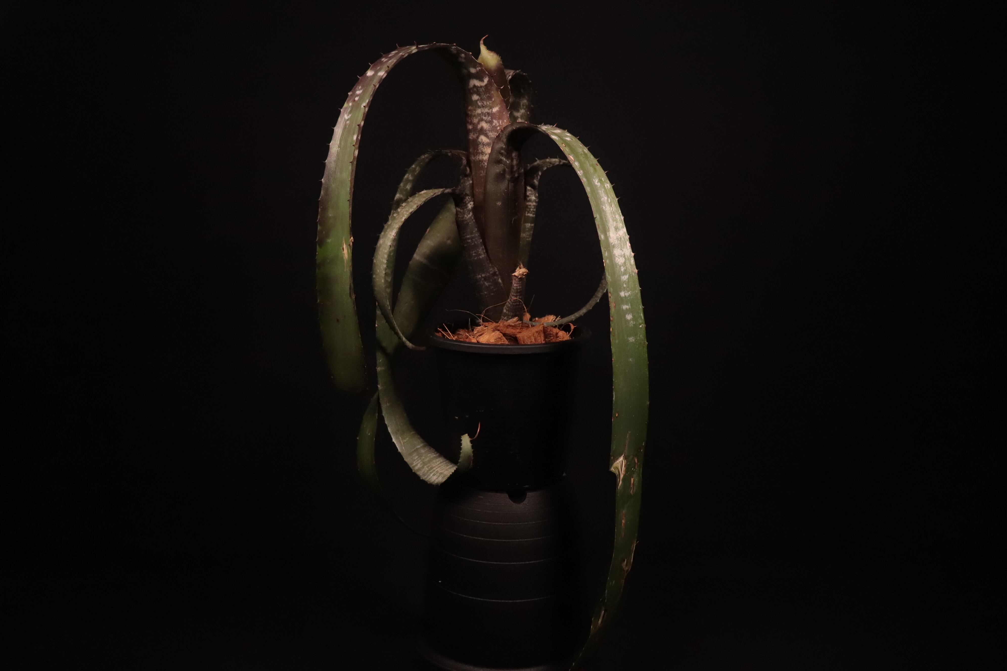 送料無料】Aechmea nudicaulis 'Rafa'〔エクメア〕現品発送A0122 送料無料】Aechmea nudicaulis 'Rafa'〔エクメア〕現品発送A0122