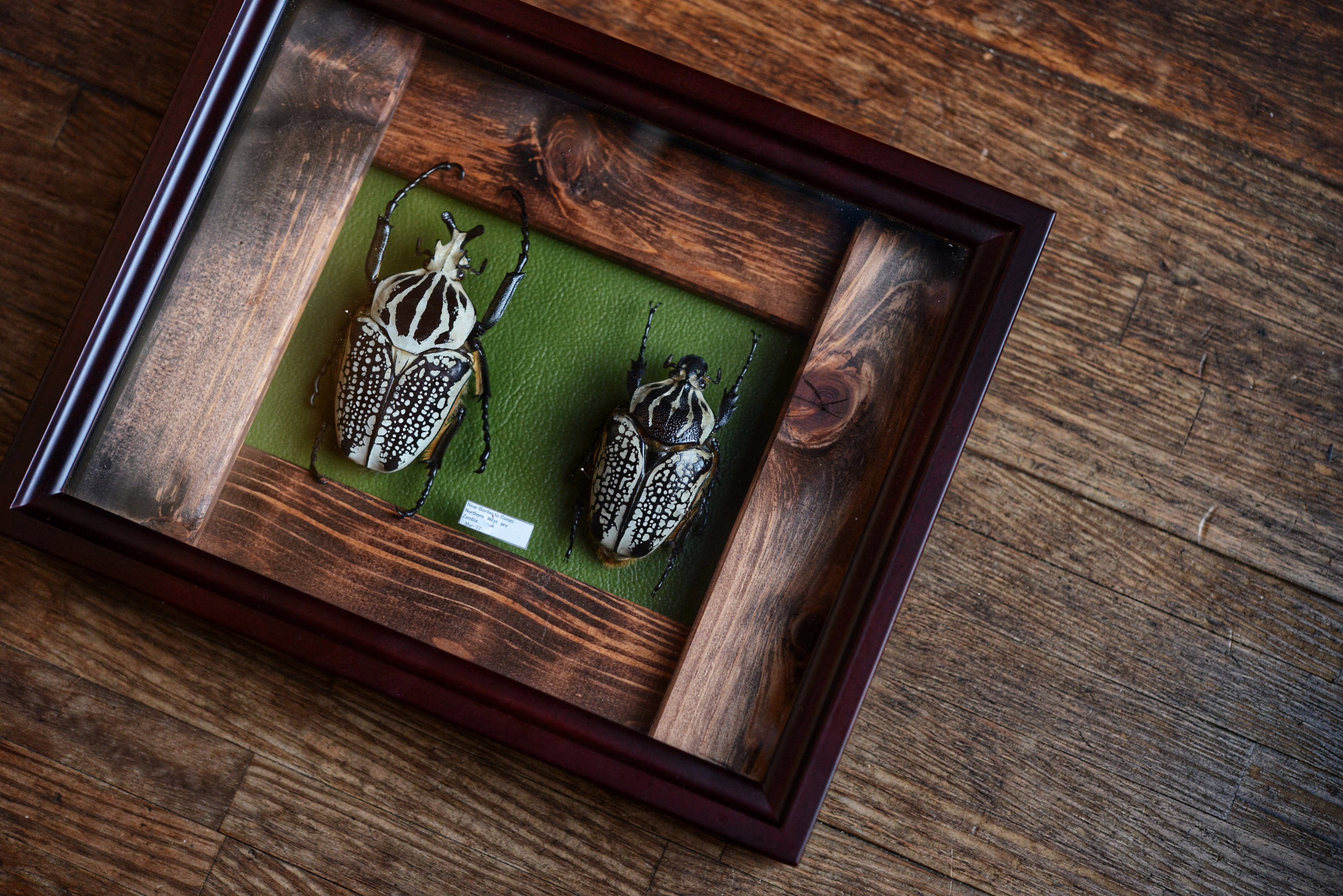 Goliathus orientalis | 虫取翁