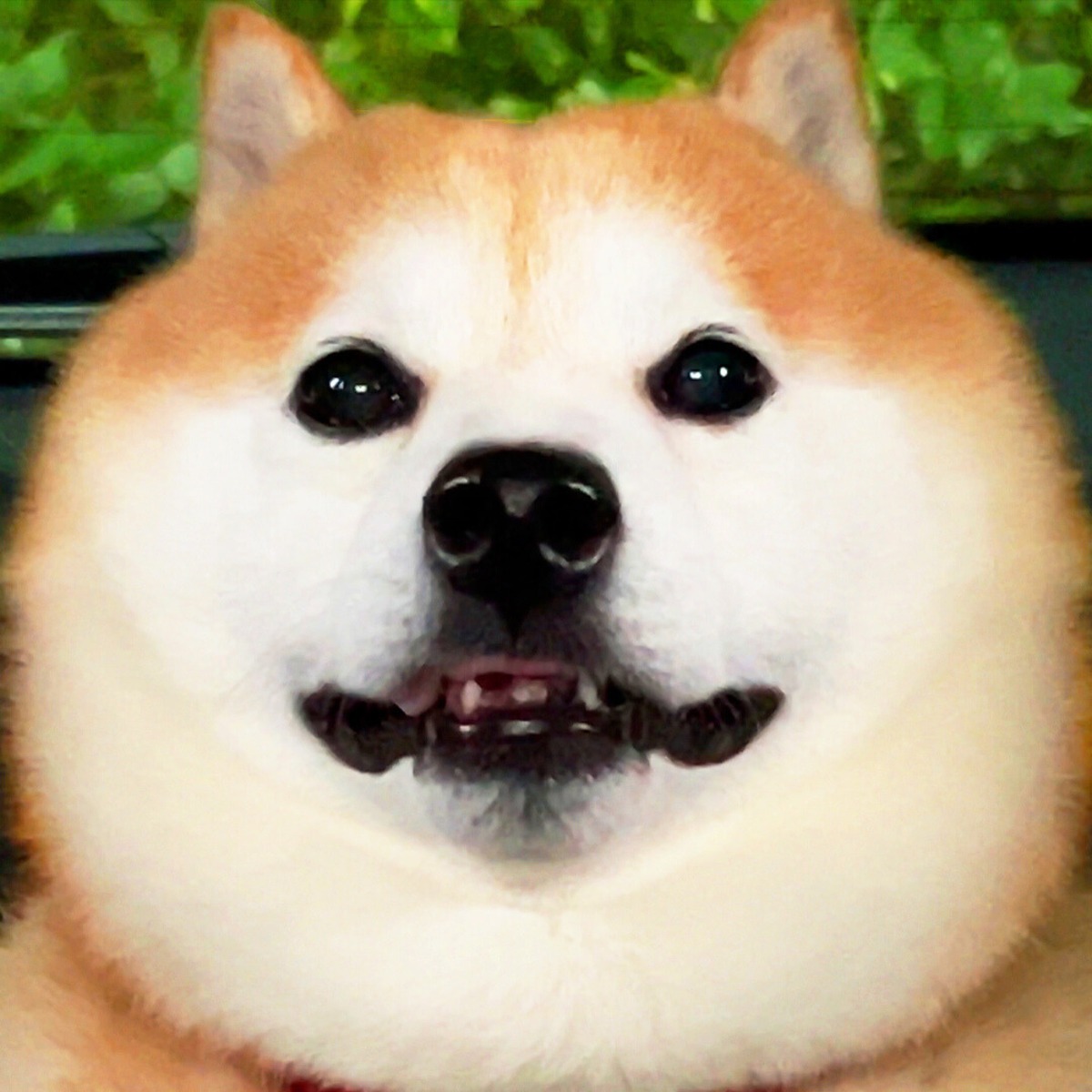 mamasan様 ハンカチ　柴犬さん柄 mamasan様 ハンカチ 柴犬さん柄