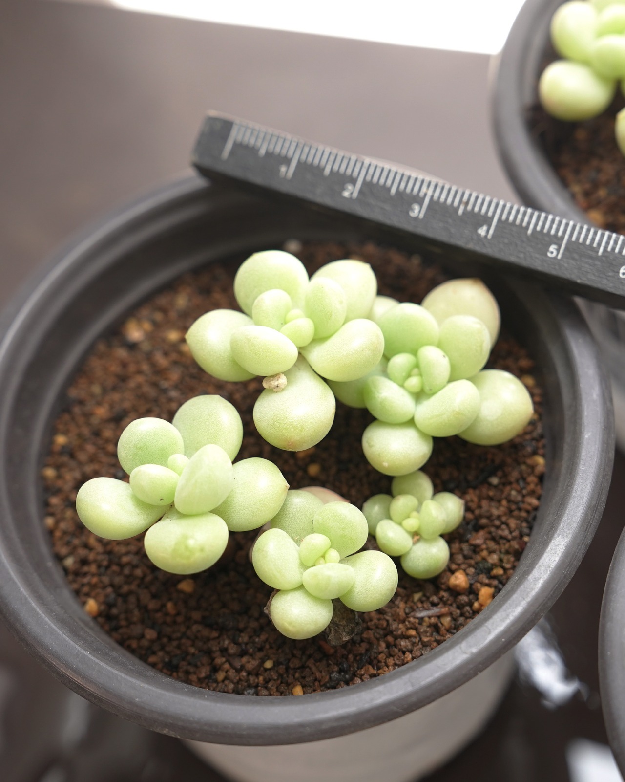 抜き苗 バブルガム 群生 群生 Echeveria 'Bubble Gum'