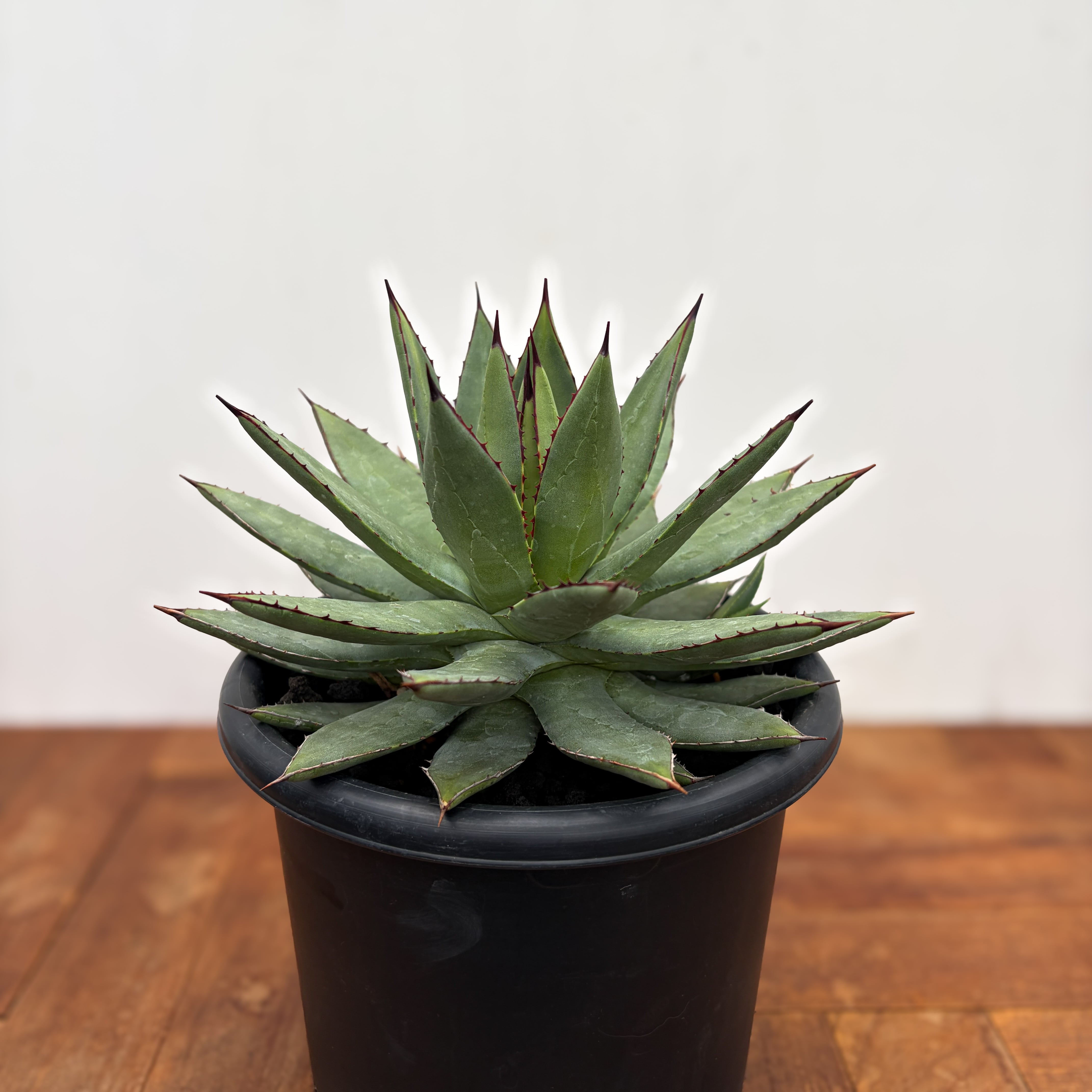 Agave albopilosa 【アガベ・アルボピローサ】 | RIMO'S GREEN
