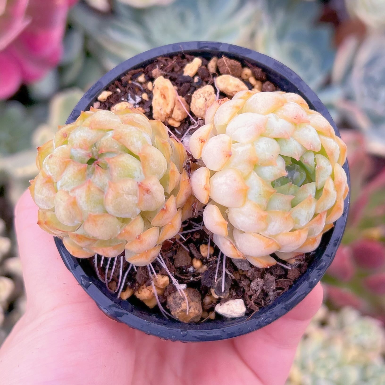 現物　バタフライリーフピオニー#306　るる農園